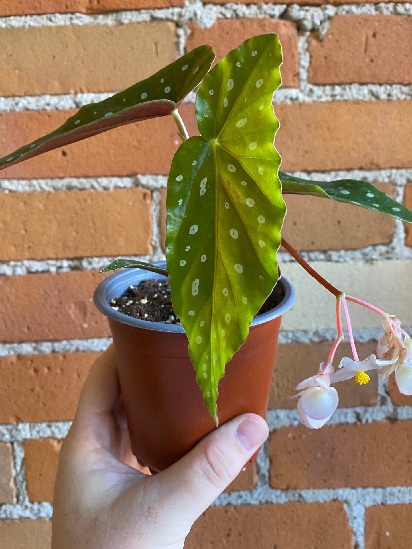 Plant Goals Plant Shop 4" Begonia Maculata