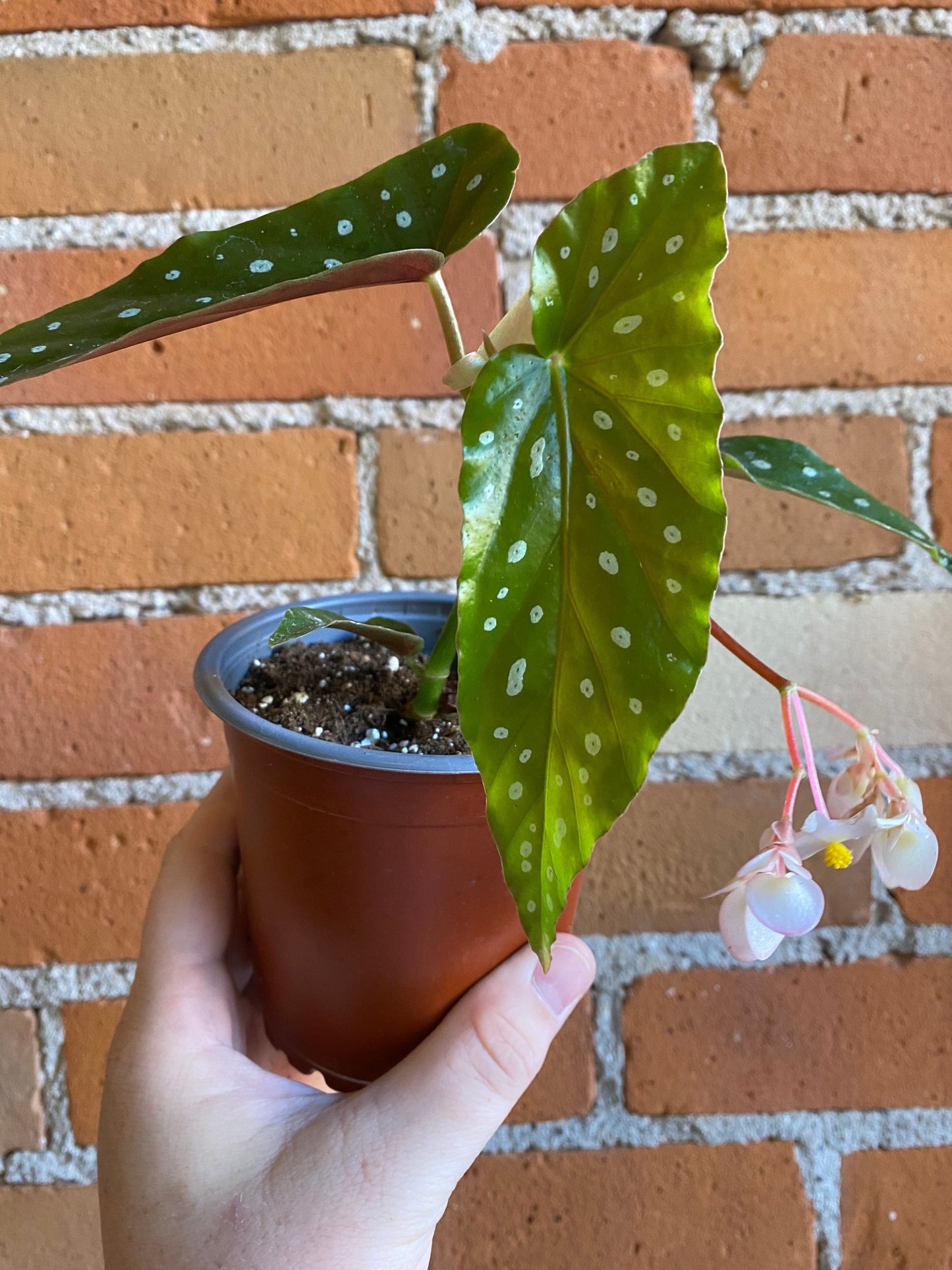 Plant Goals Plant Shop 4" Begonia Maculata