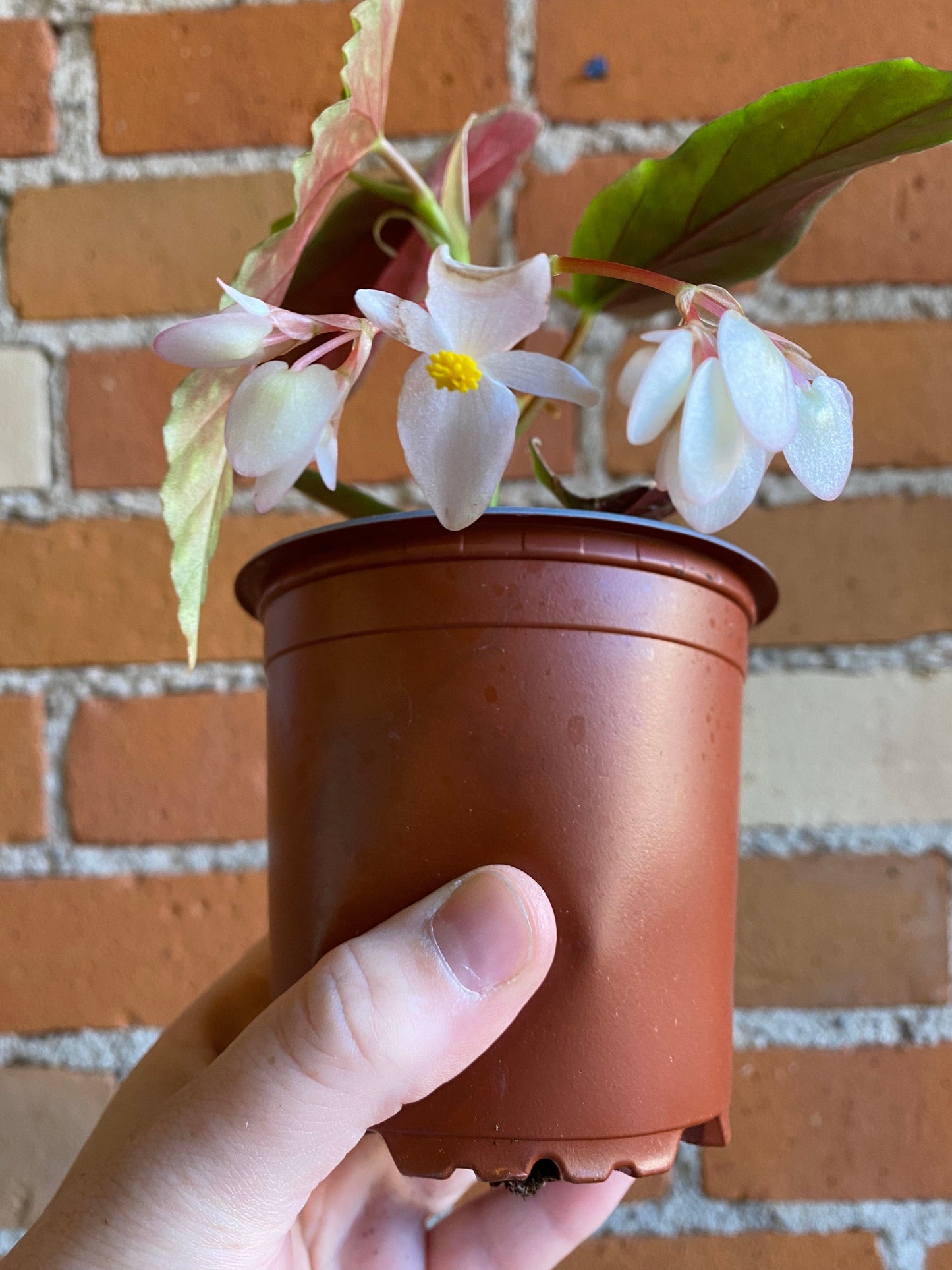 Plant Goals Plant Shop 4" Begonia Maculata