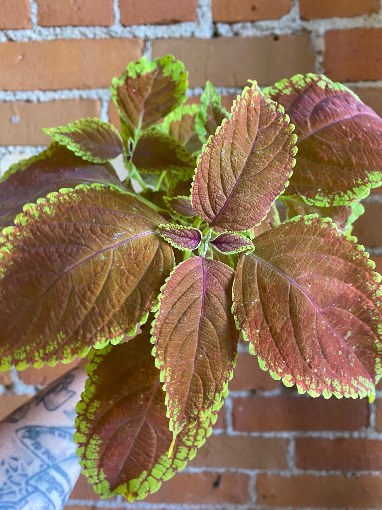 Plant Goals Plant Shop 4" Coleus Rustic Orange