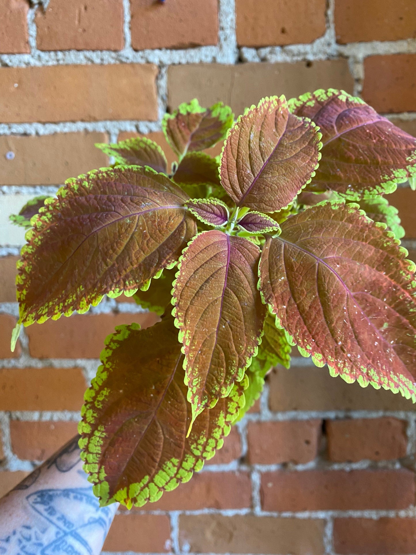 Plant Goals Plant Shop 4" Coleus Rustic Orange