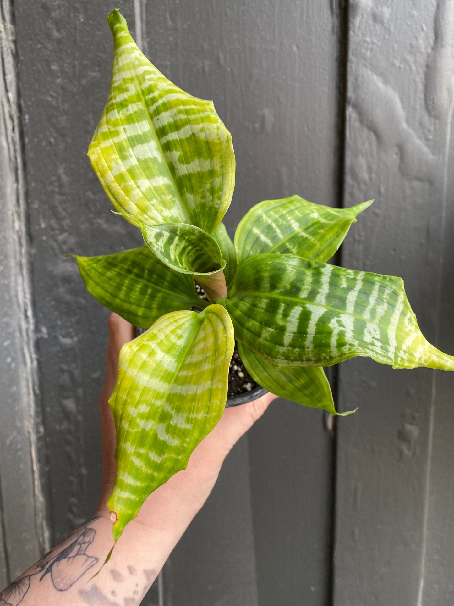 Plant Goals Plant Shop 4" Dracaena Goldieana