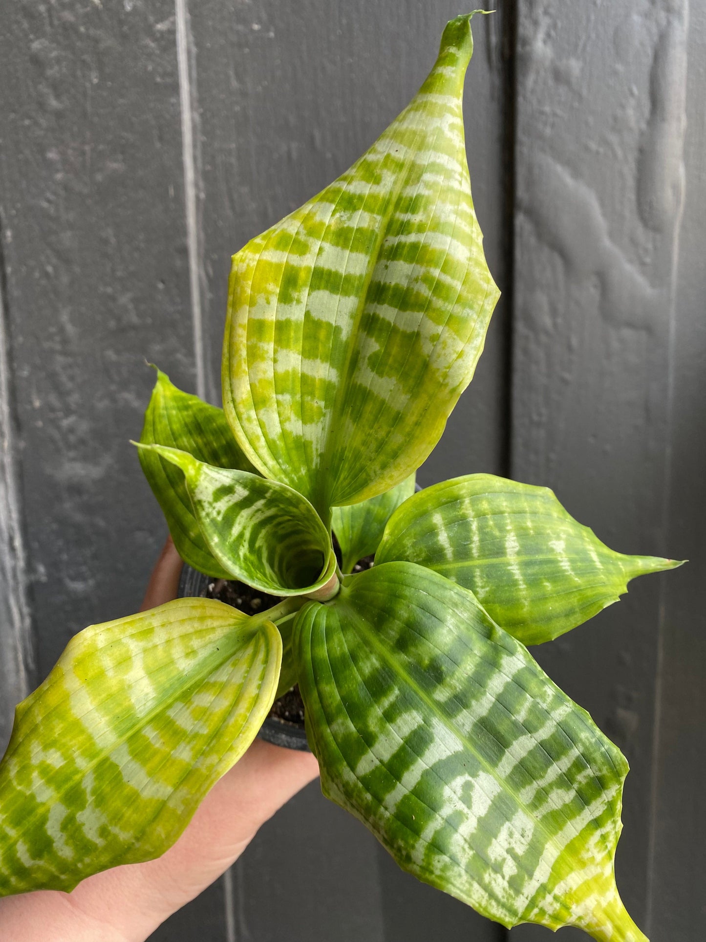 Plant Goals Plant Shop 4" Dracaena Goldieana