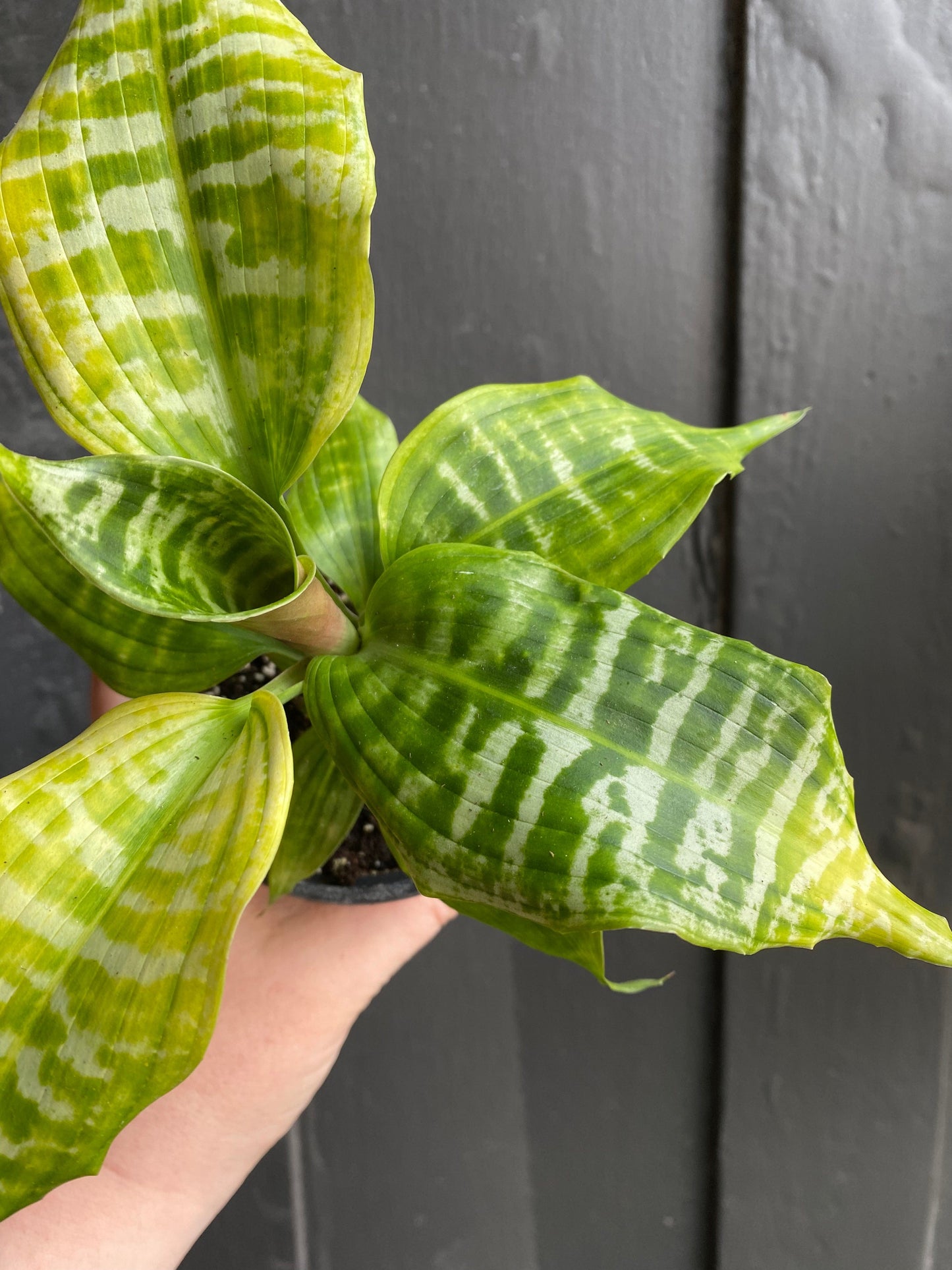 Plant Goals Plant Shop 4" Dracaena Goldieana