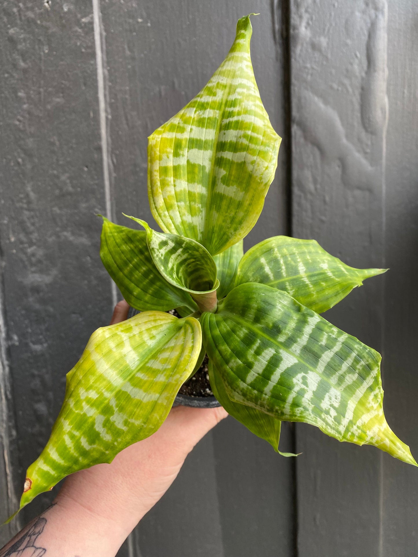 Plant Goals Plant Shop 4" Dracaena Goldieana