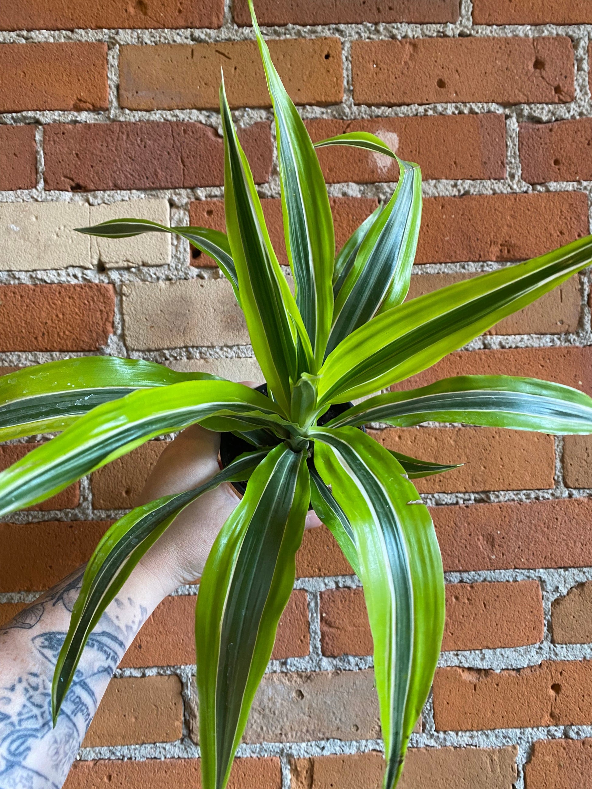Plant Goals Plant Shop 4" Dracaena Warneckii Lemon Lime