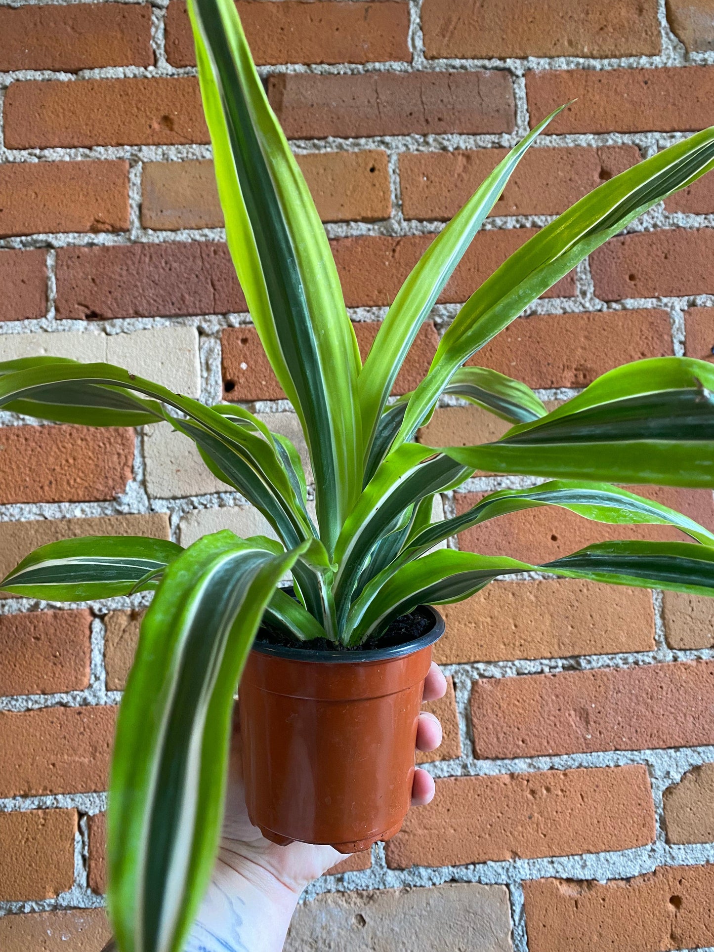 Plant Goals Plant Shop 4" Dracaena Warneckii Lemon Lime