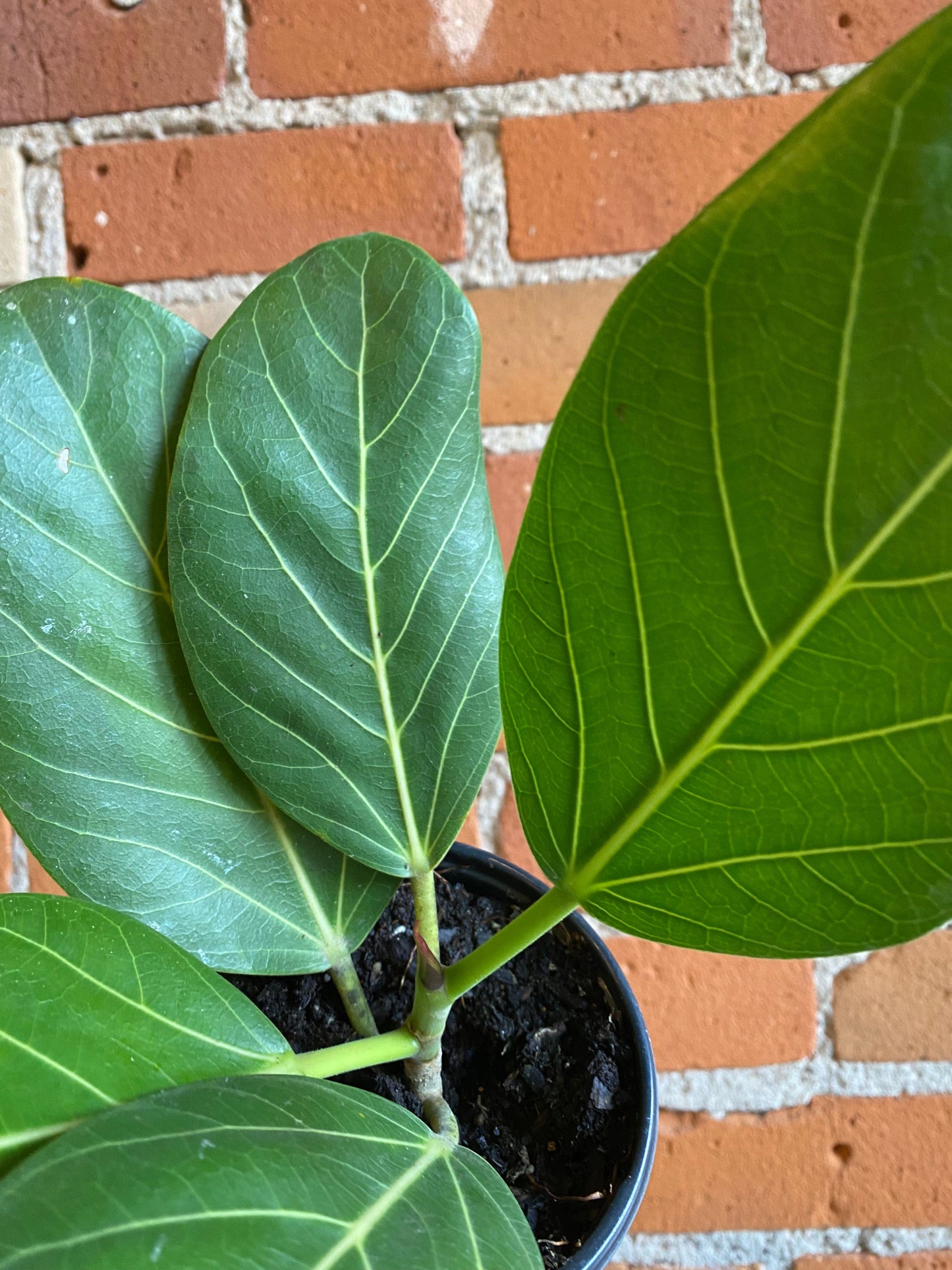 Plant Goals Plant Shop 4" Ficus Audrey