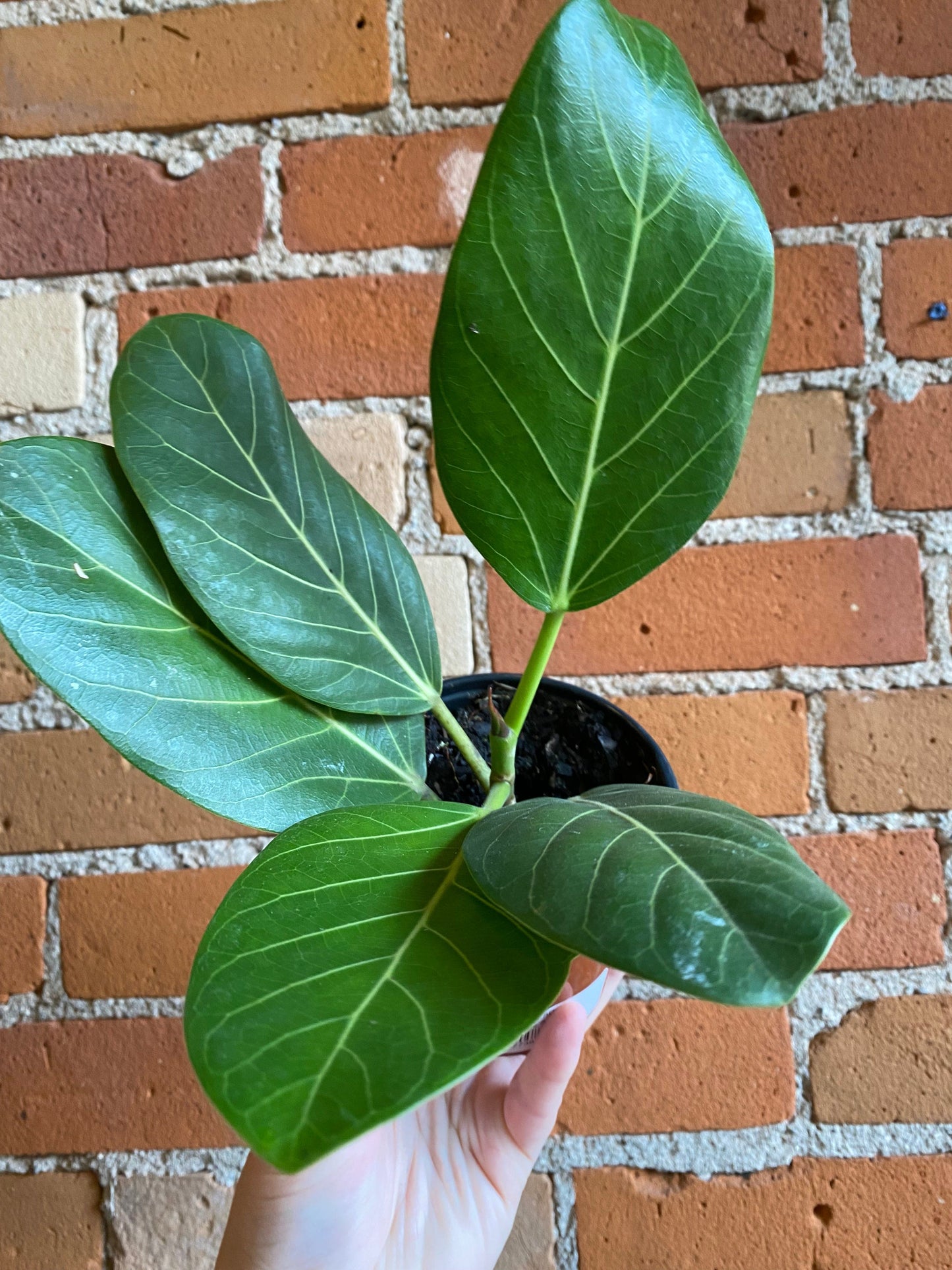Plant Goals Plant Shop 4" Ficus Audrey
