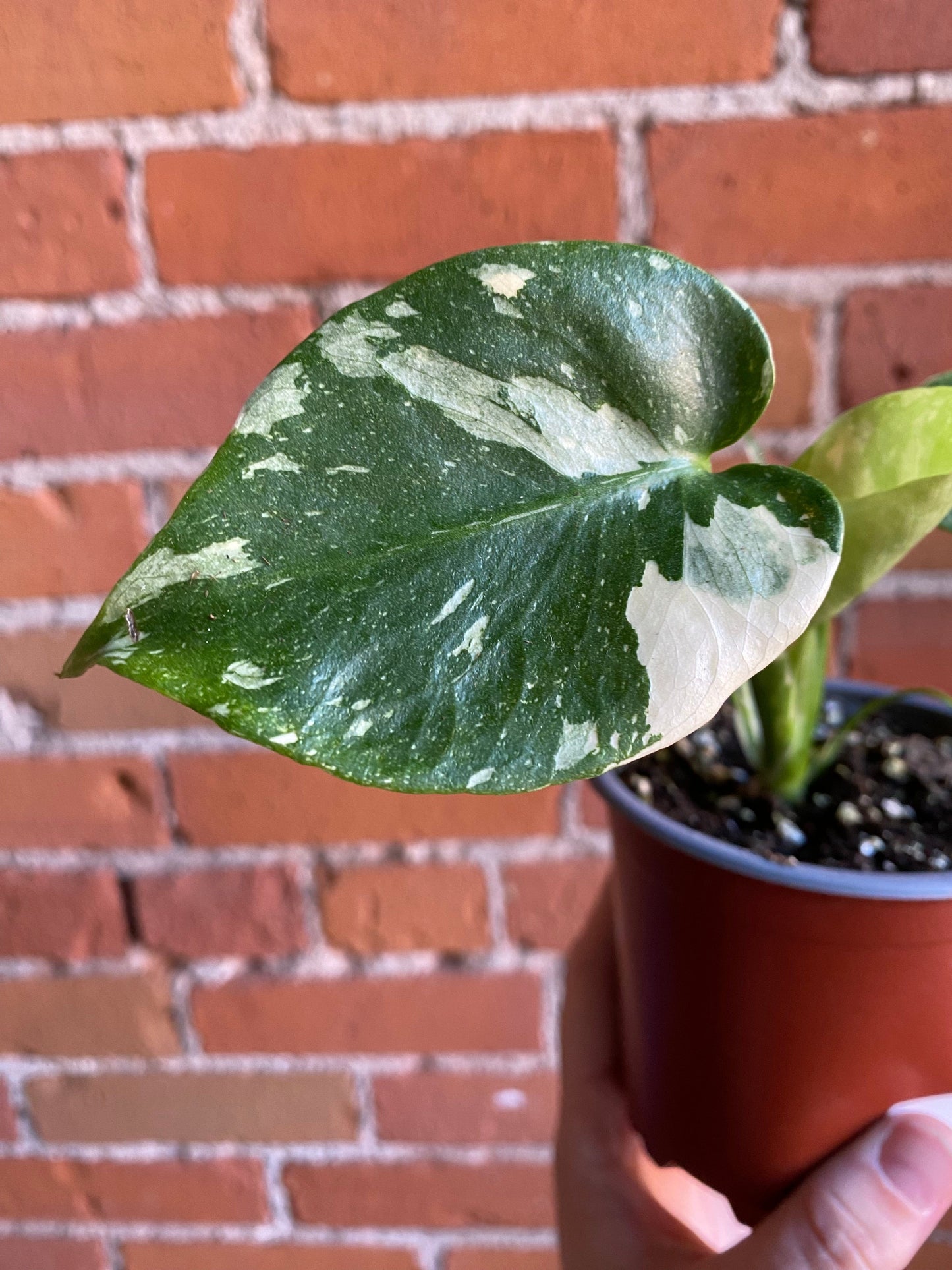 Plant Goals Plant Shop 4" Monstera Thai Constellation