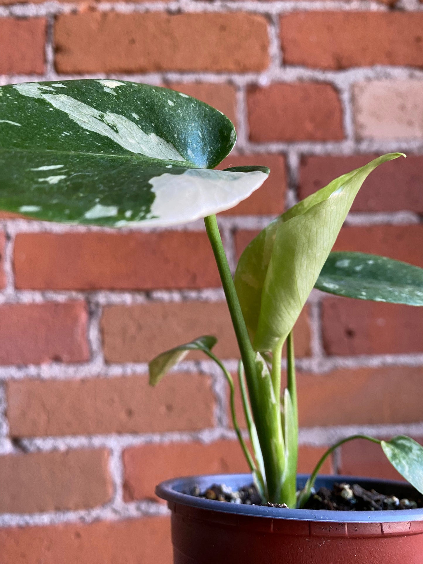 Plant Goals Plant Shop 4" Monstera Thai Constellation