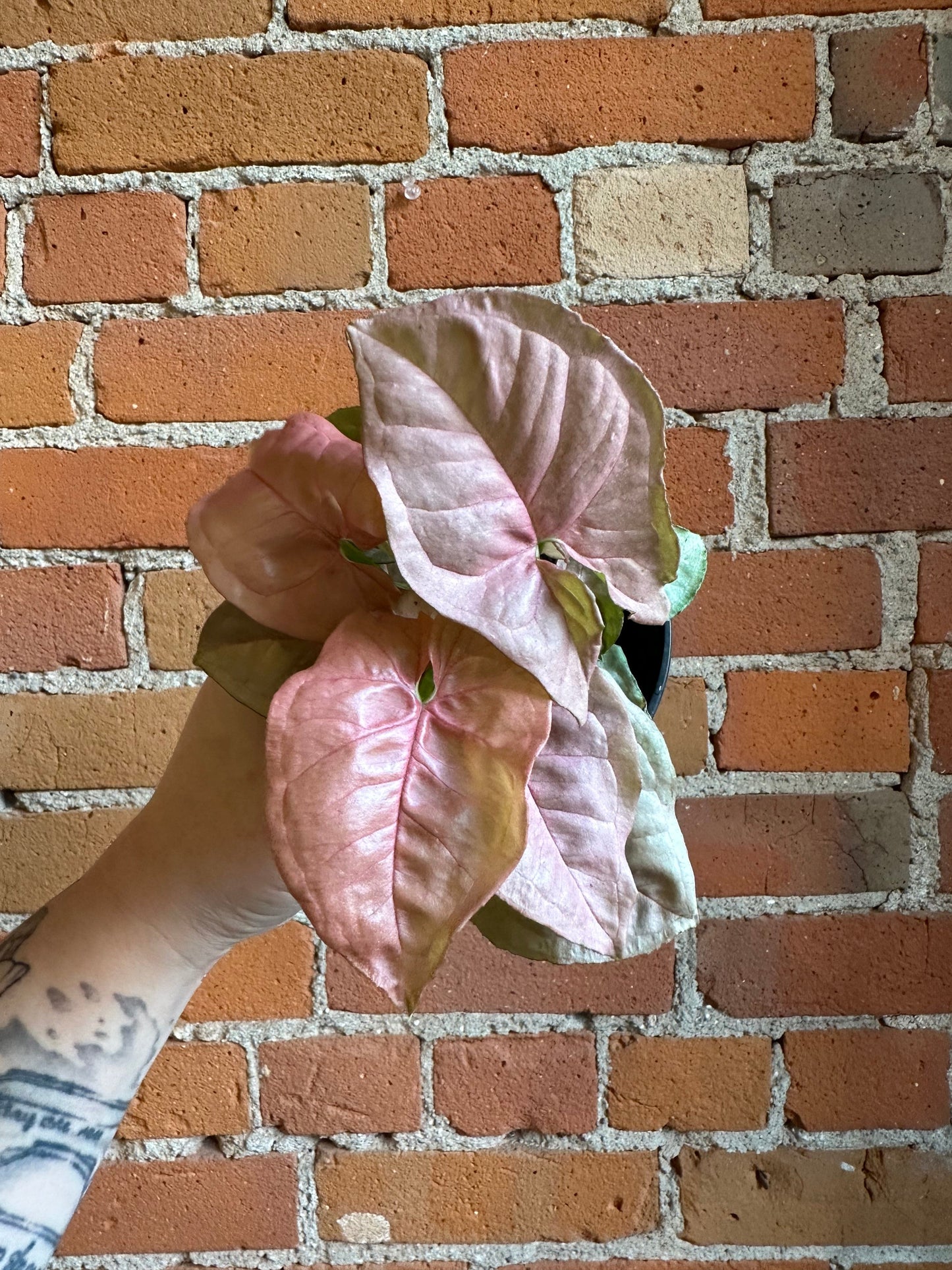 Plant Goals Plant Shop 4" Nephthytis Pink