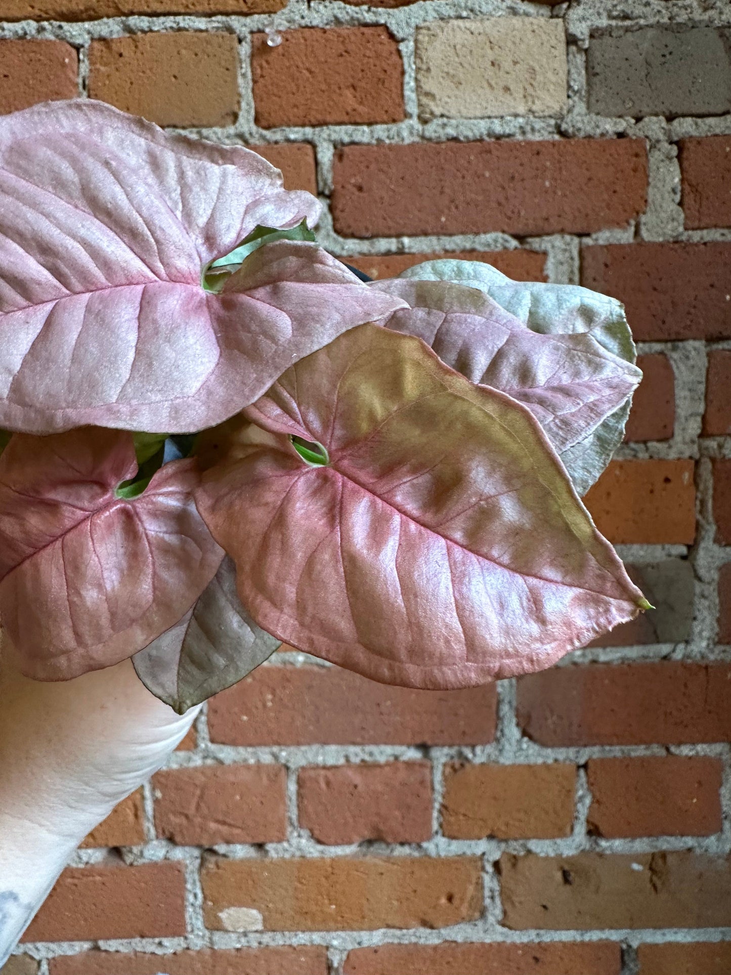 Plant Goals Plant Shop 4" Nephthytis Pink