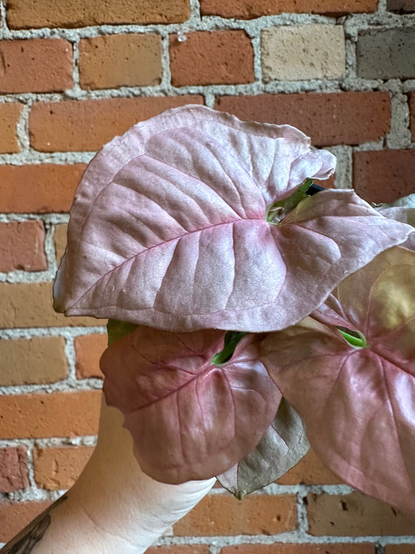 Plant Goals Plant Shop 4" Nephthytis Pink