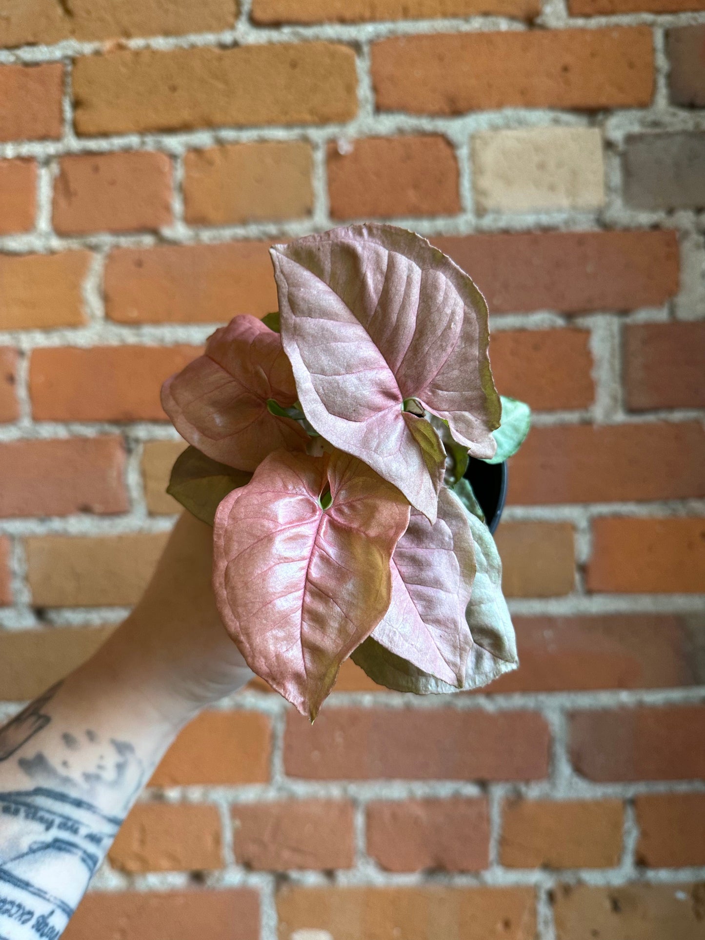 Plant Goals Plant Shop 4" Nephthytis Pink