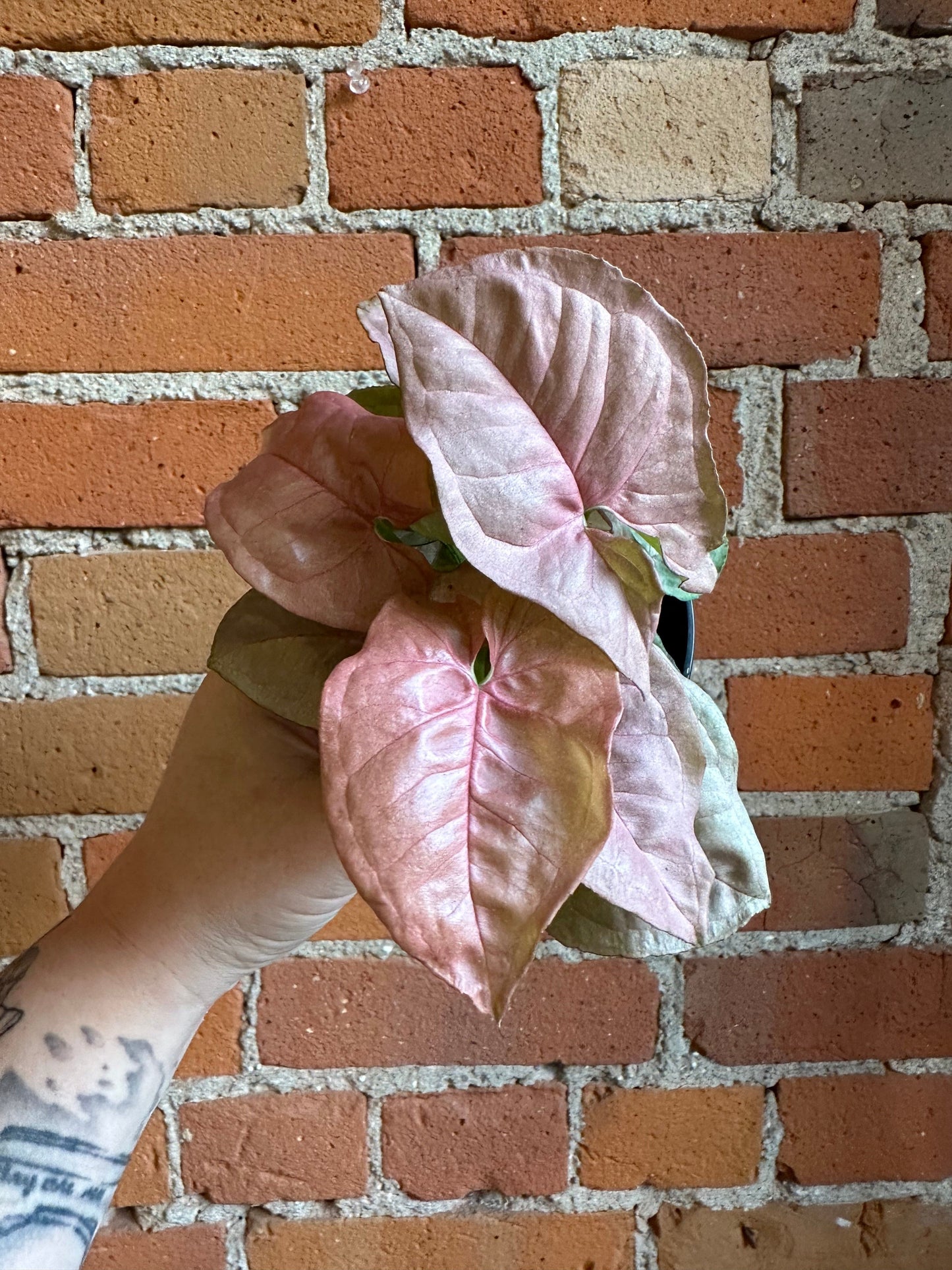 Plant Goals Plant Shop 4" Nephthytis Pink