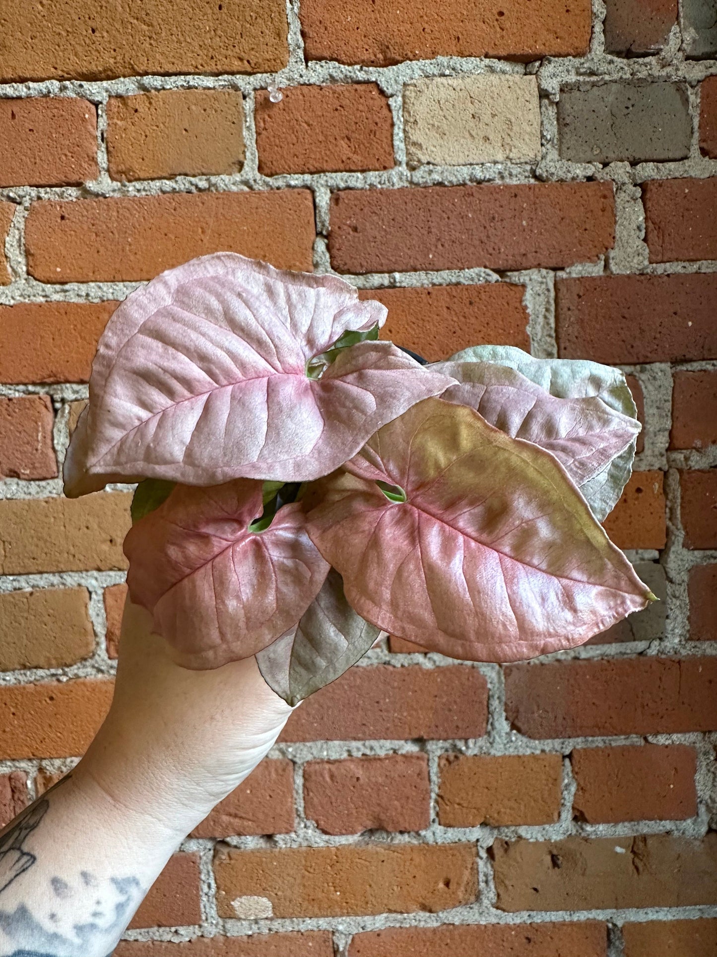 Plant Goals Plant Shop 4" Nephthytis Pink