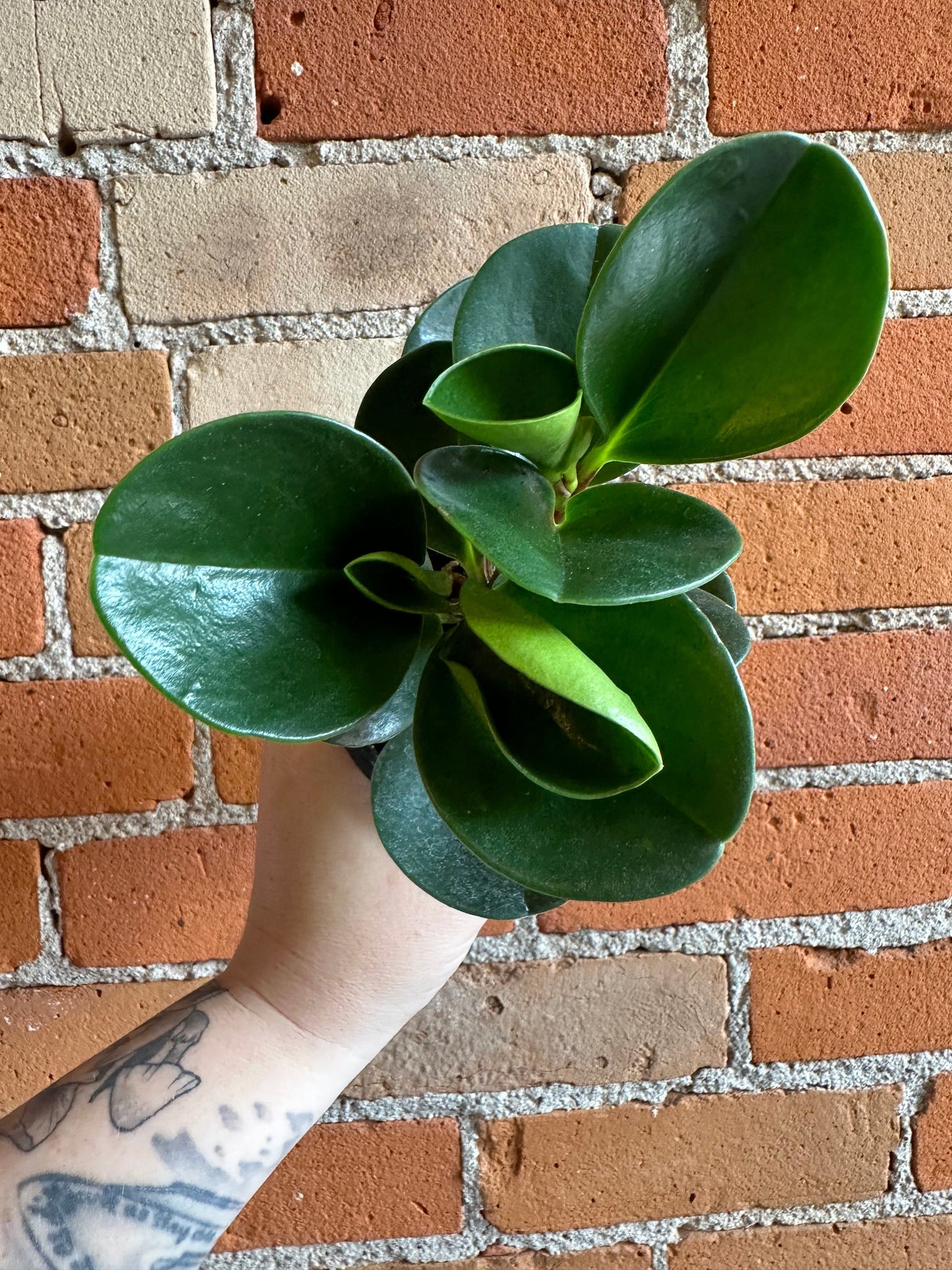 Plant Goals Plant Shop 4" Peperomia Obtusifolia Green