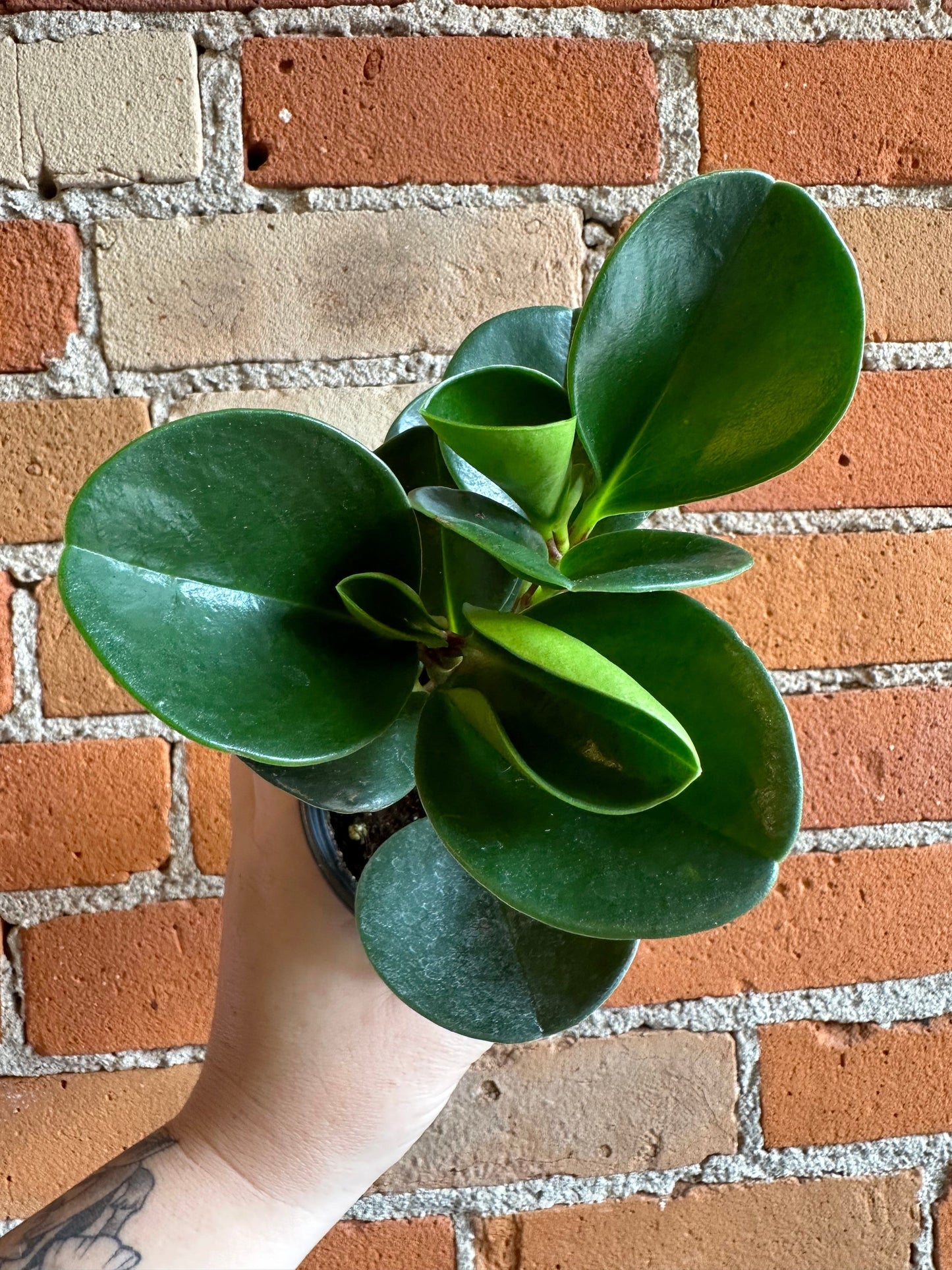 Plant Goals Plant Shop 4" Peperomia Obtusifolia Green