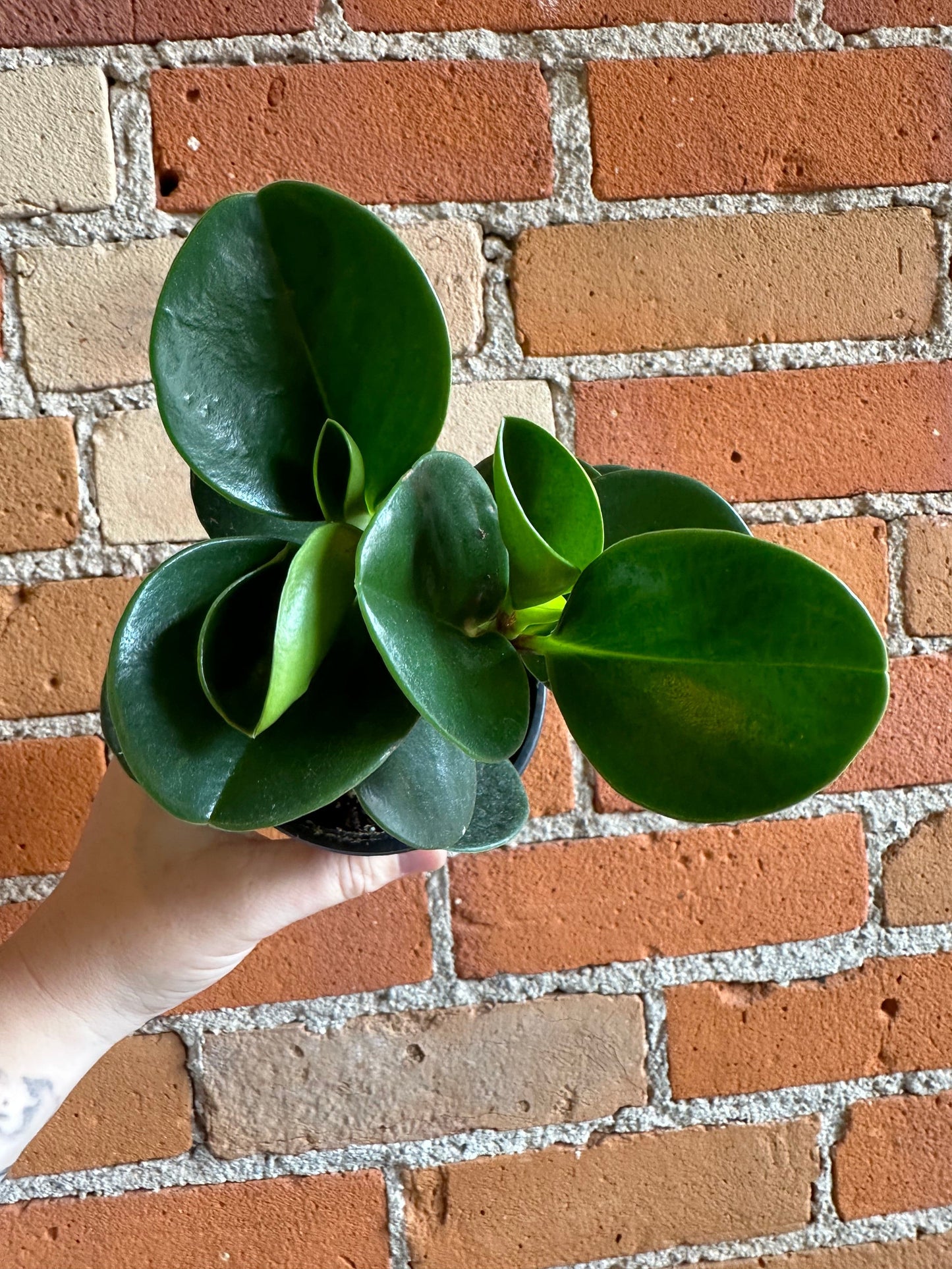 Plant Goals Plant Shop 4" Peperomia Obtusifolia Green