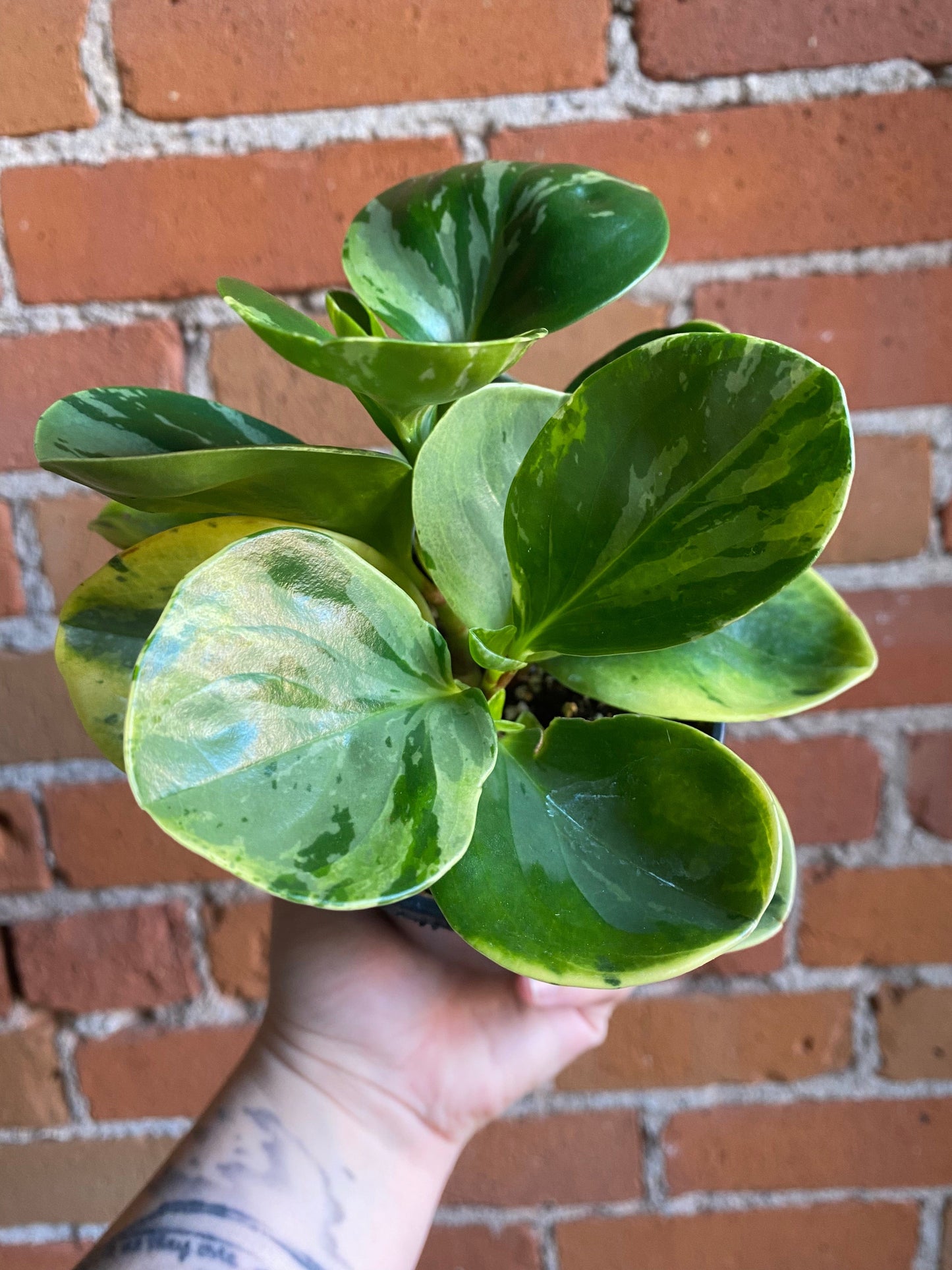 Plant Goals Plant Shop 4" Peperomia Obtusifolia Variegata