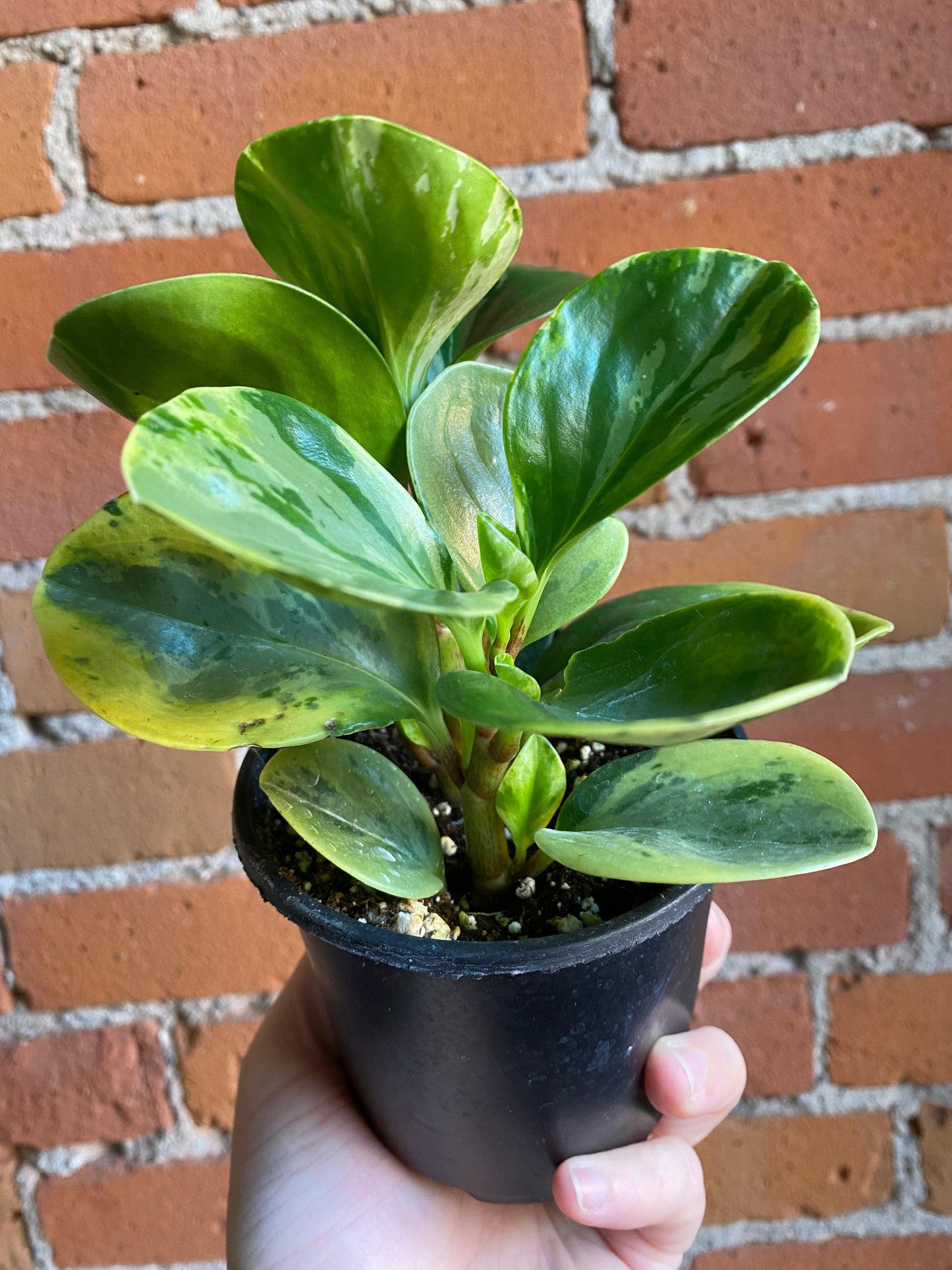 Plant Goals Plant Shop 4" Peperomia Obtusifolia Variegata