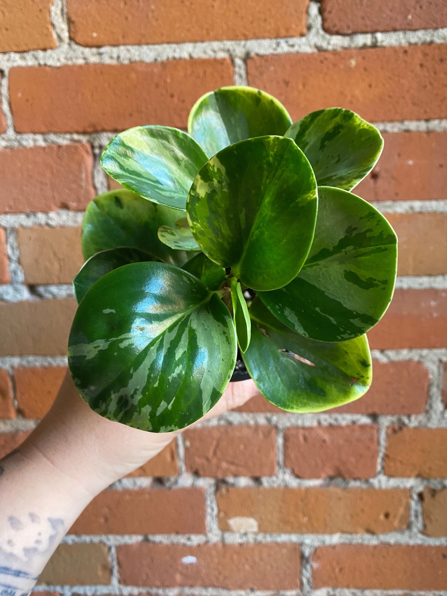Plant Goals Plant Shop 4" Peperomia Obtusifolia Variegata