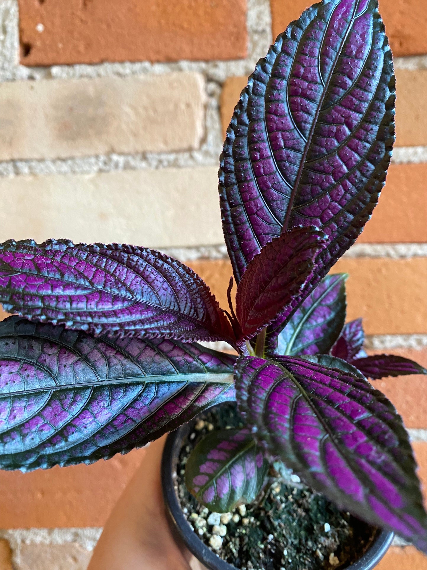 Plant Goals Plant Shop 4" Persian Shield | Strobilanthes Dyerianus