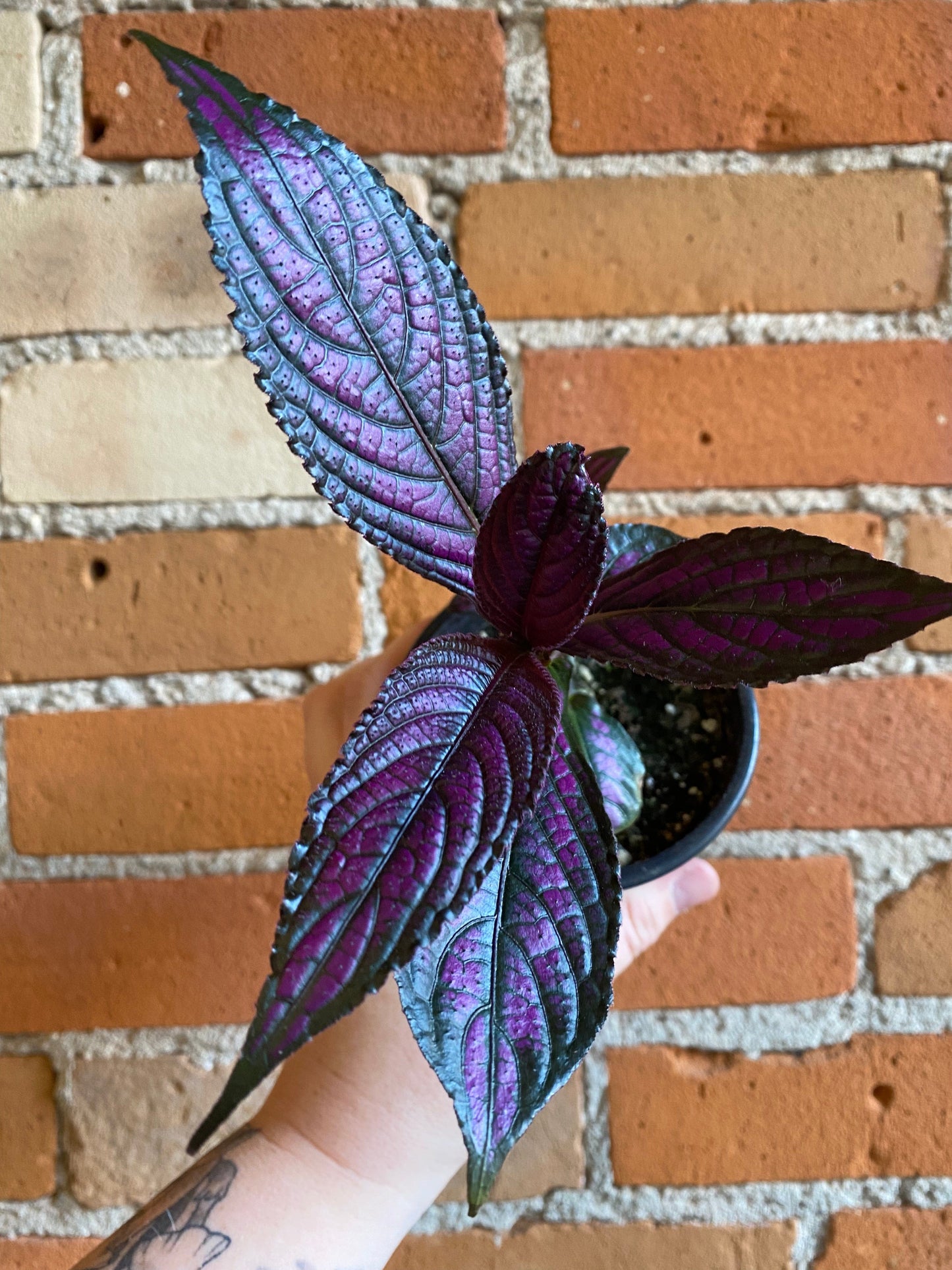 Plant Goals Plant Shop 4" Persian Shield | Strobilanthes Dyerianus