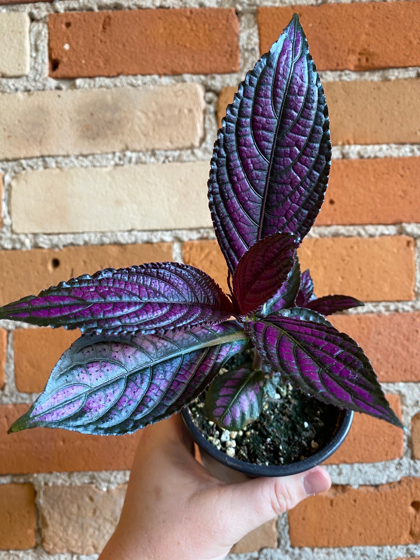 Plant Goals Plant Shop 4" Persian Shield | Strobilanthes Dyerianus