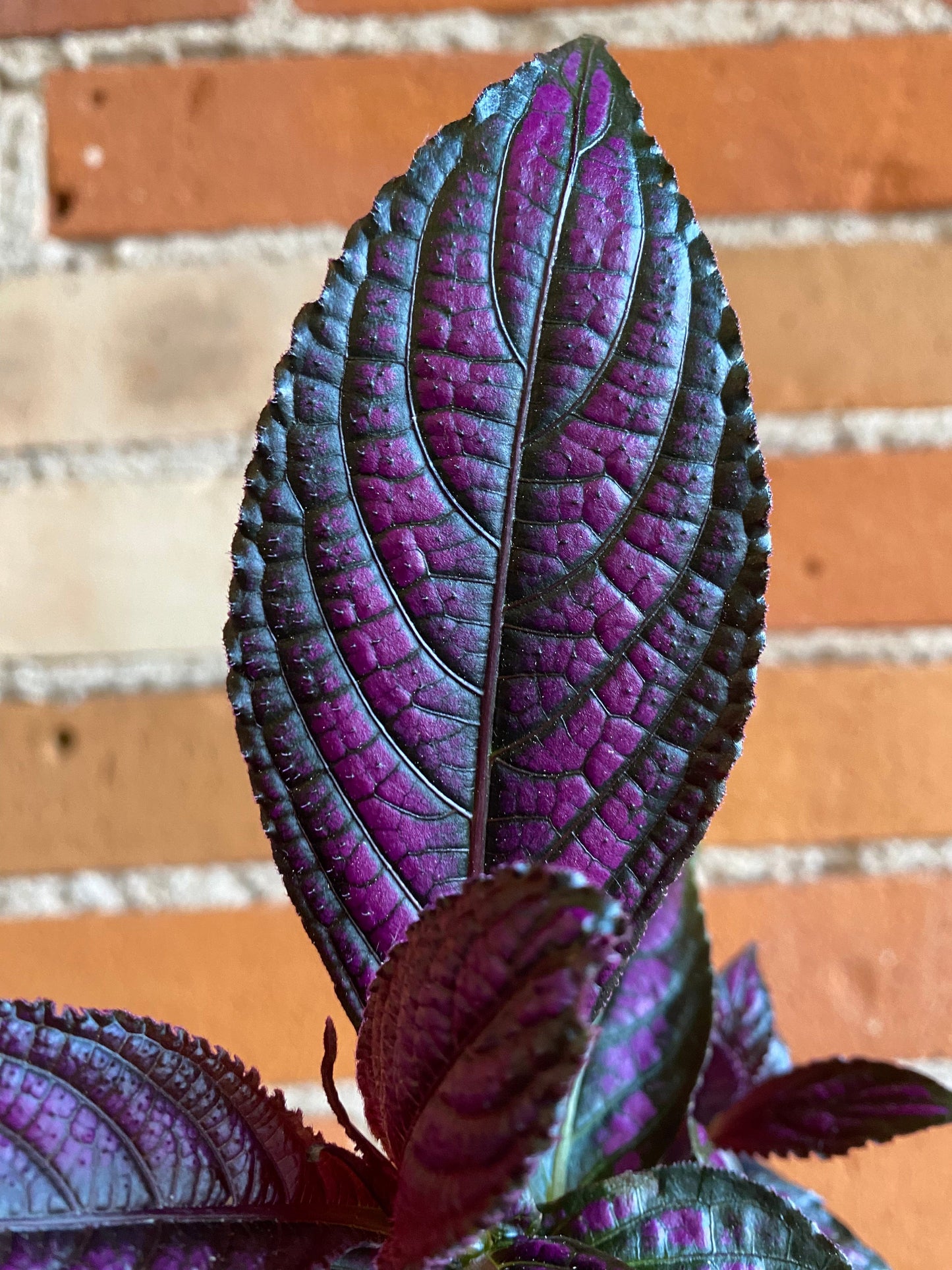 Plant Goals Plant Shop 4" Persian Shield | Strobilanthes Dyerianus