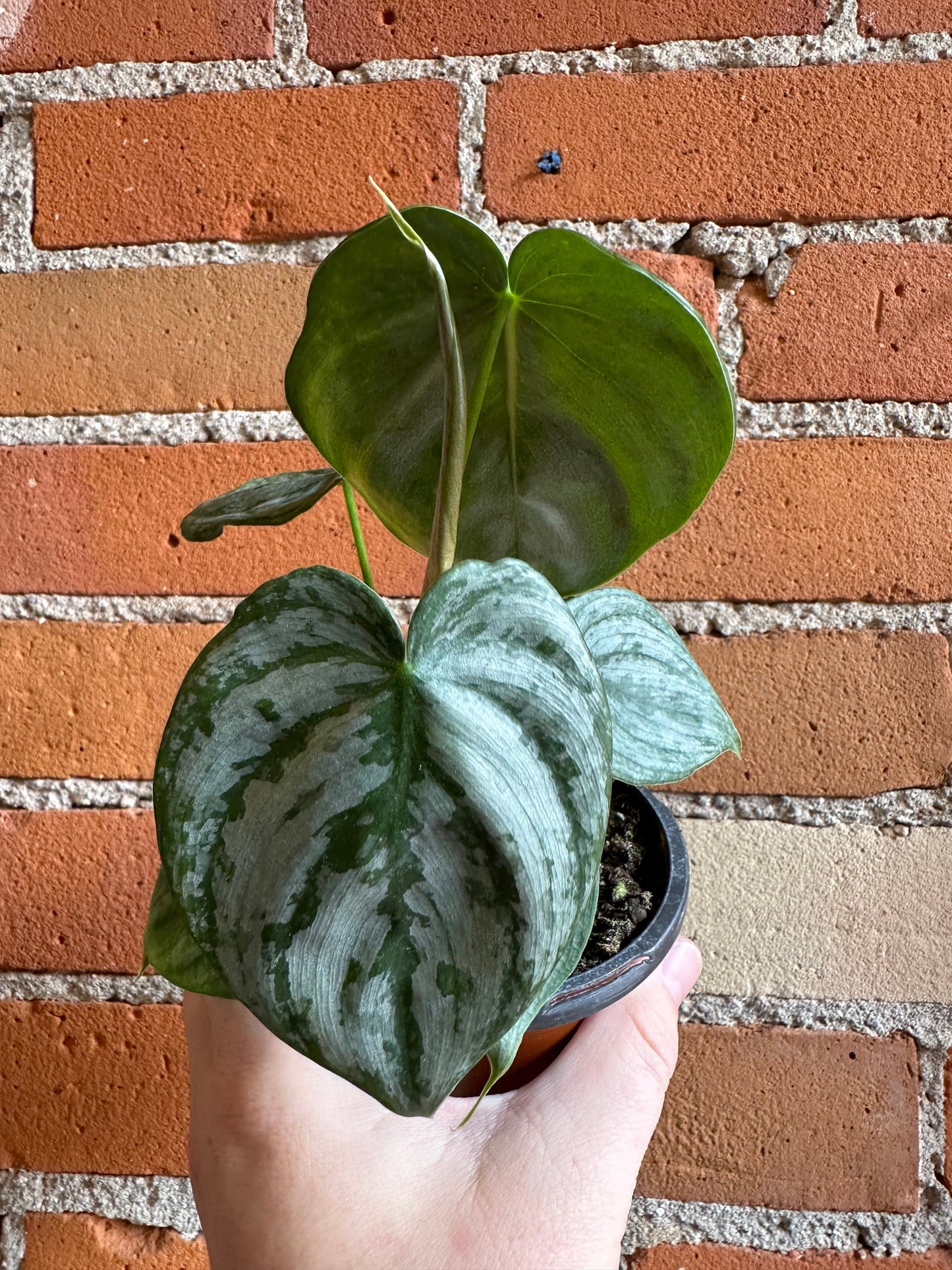 Plant Goals Plant Shop 4" Philodendron Brandtianum