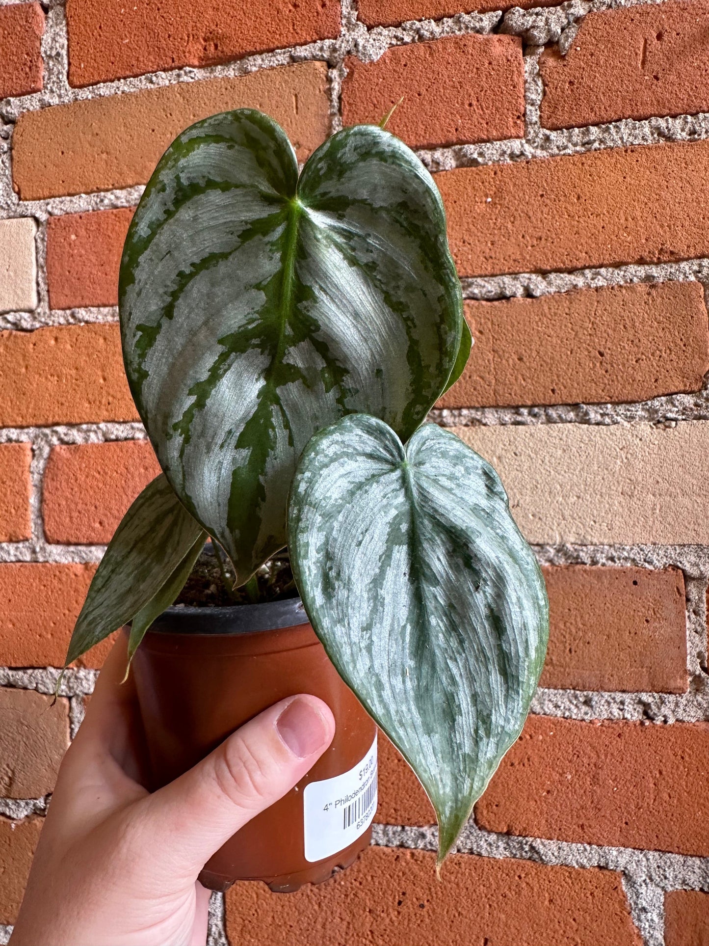 Plant Goals Plant Shop 4" Philodendron Brandtianum
