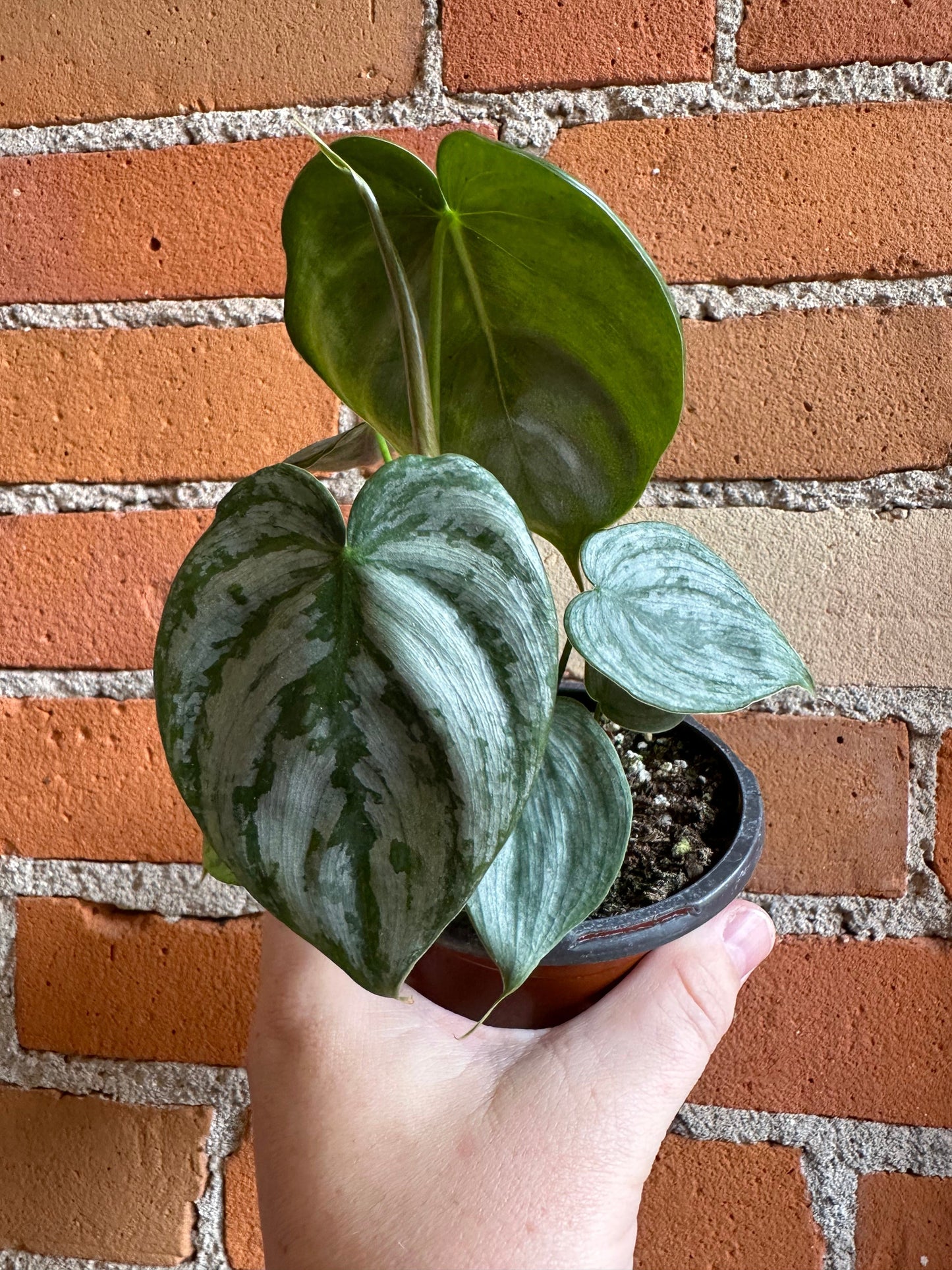 Plant Goals Plant Shop 4" Philodendron Brandtianum
