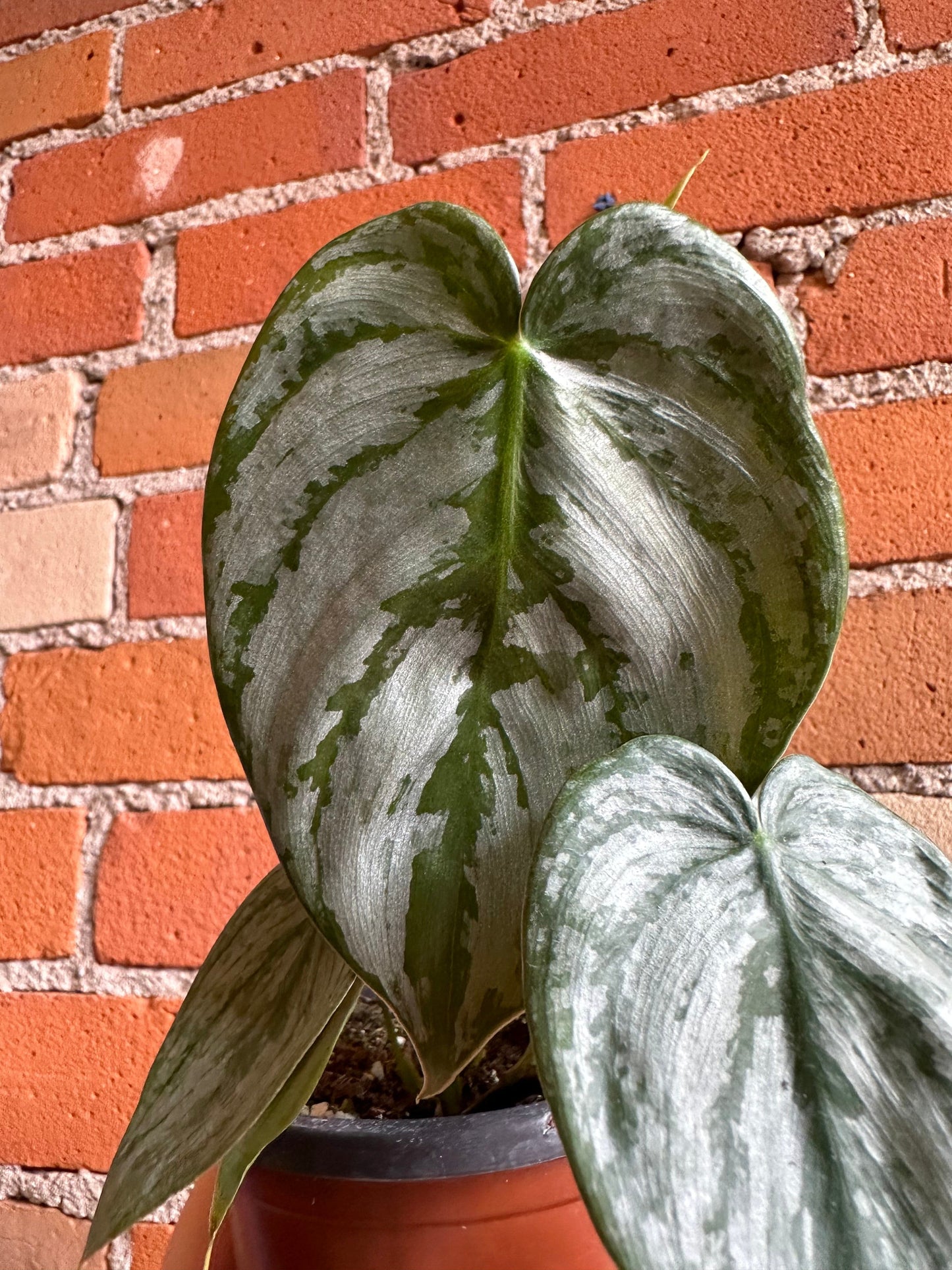 Plant Goals Plant Shop 4" Philodendron Brandtianum