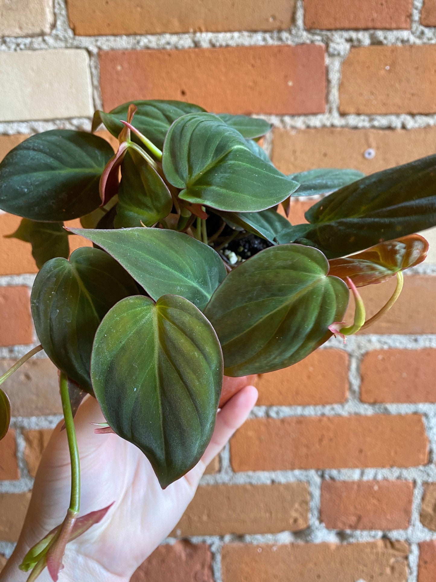 Plant Goals Plant Shop 4" Philodendron Micans