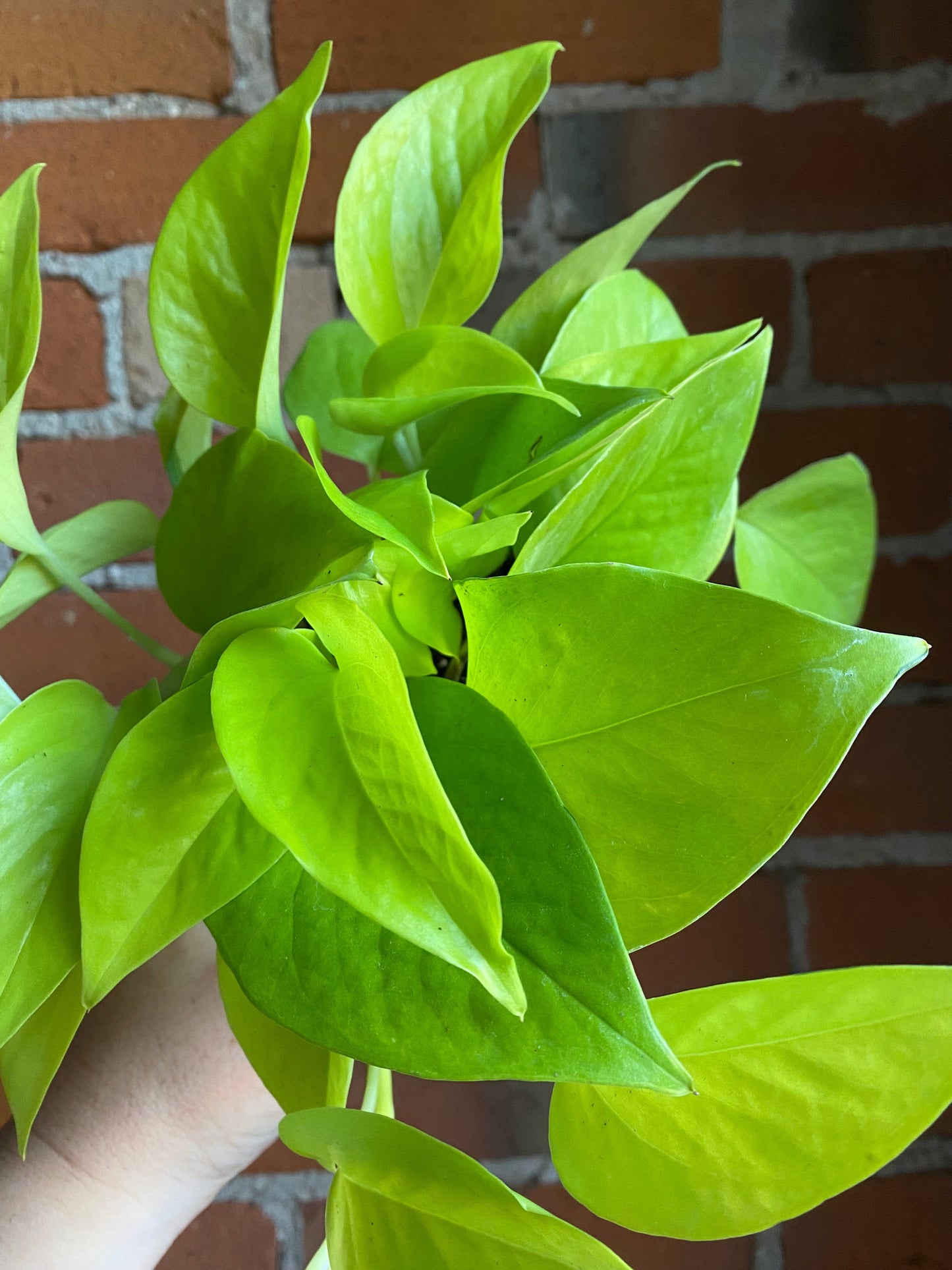 Plant Goals Plant Shop 4" Pothos Neon