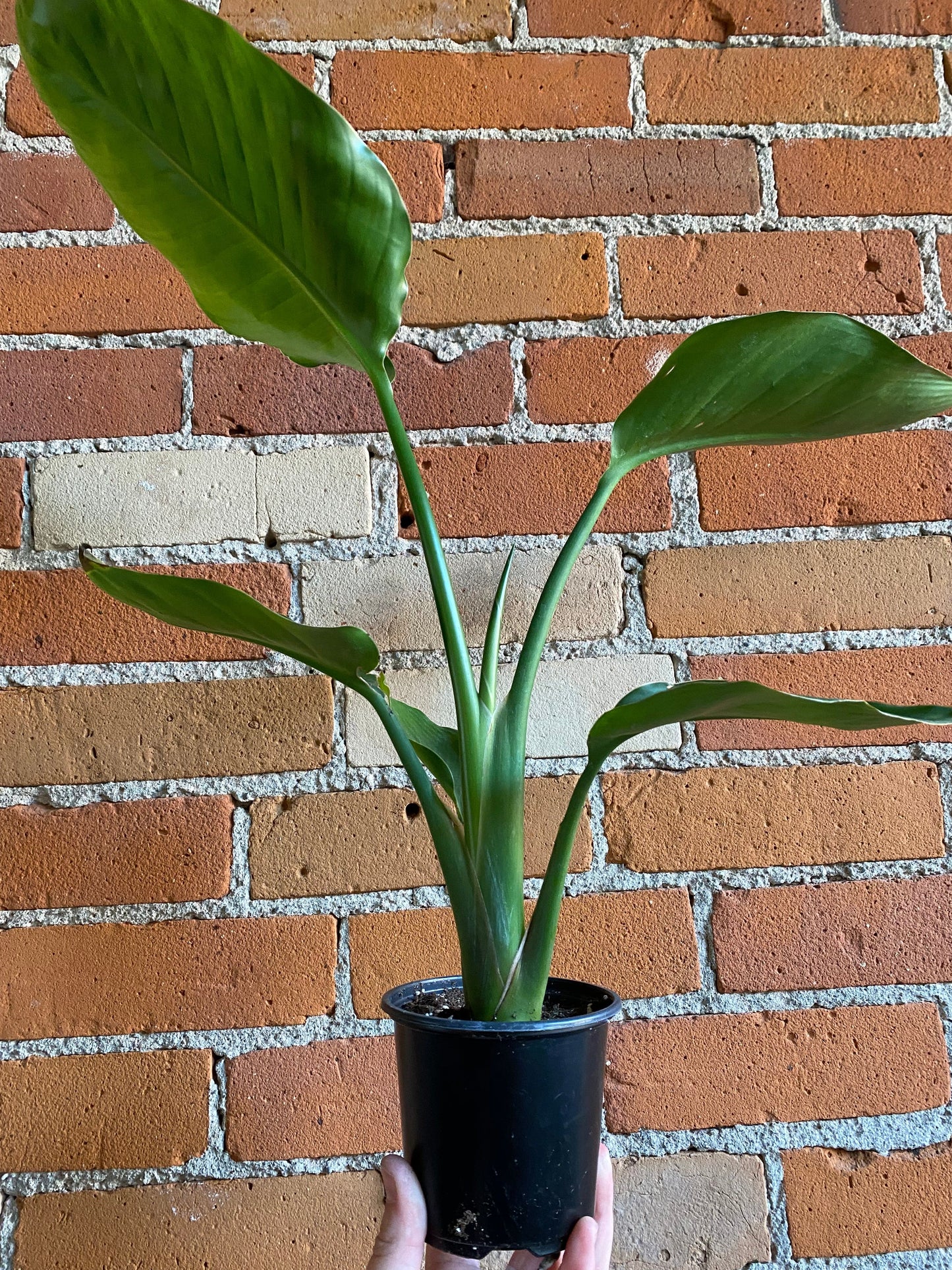 Plant Goals Plant Shop 4" Strelitzia Nicolai | White Bird Of Paradise