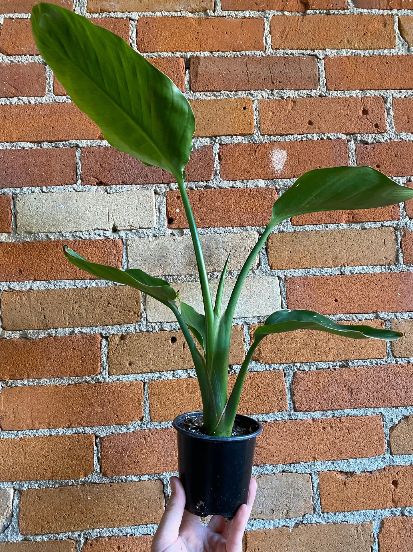 Plant Goals Plant Shop 4" Strelitzia Nicolai | White Bird Of Paradise