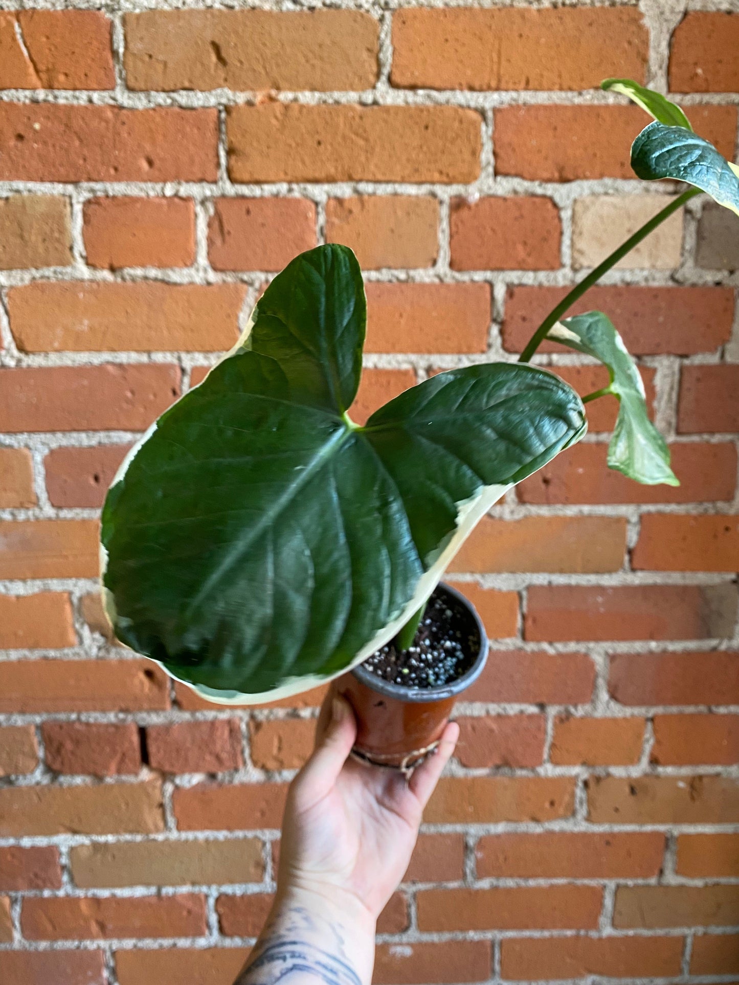 Plant Goals Plant Shop 4" Xanthosoma Mickey Mouse