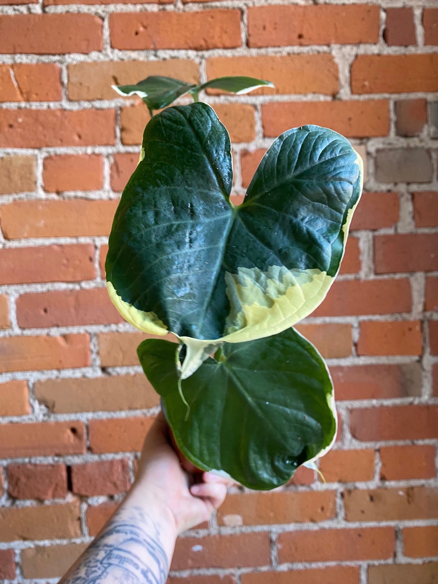 Plant Goals Plant Shop 4" Xanthosoma Mickey Mouse