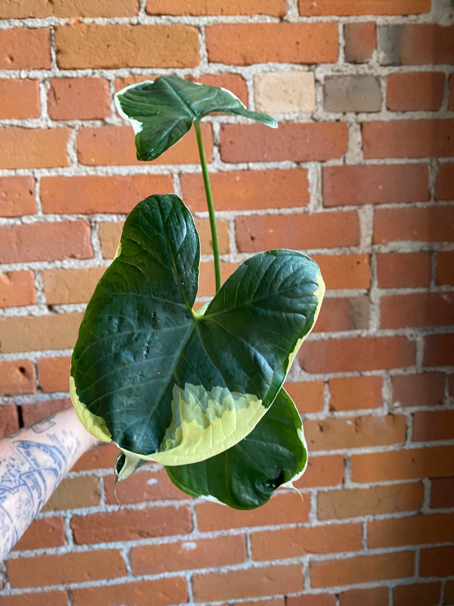 Plant Goals Plant Shop 4" Xanthosoma Mickey Mouse