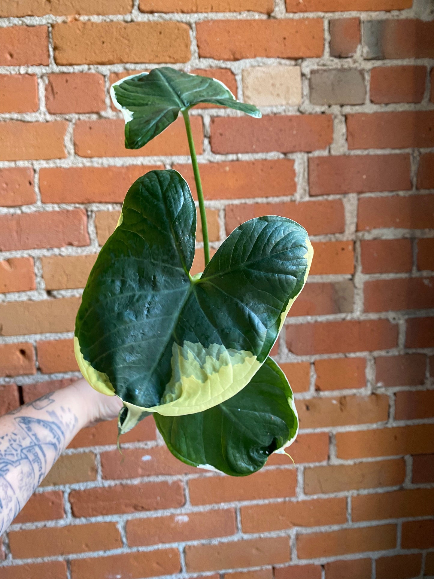 Plant Goals Plant Shop 4" Xanthosoma Mickey Mouse