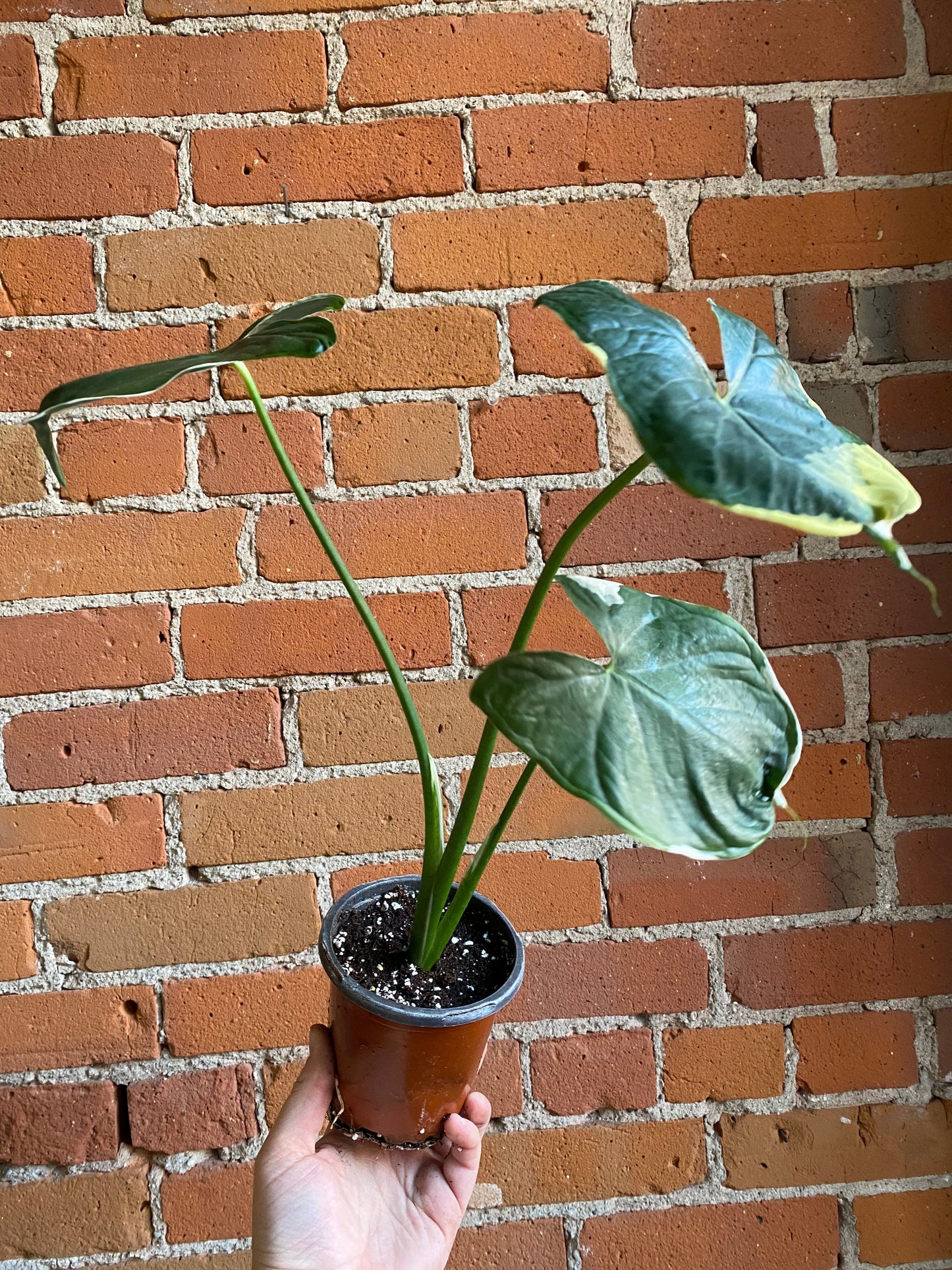 Plant Goals Plant Shop 4" Xanthosoma Mickey Mouse