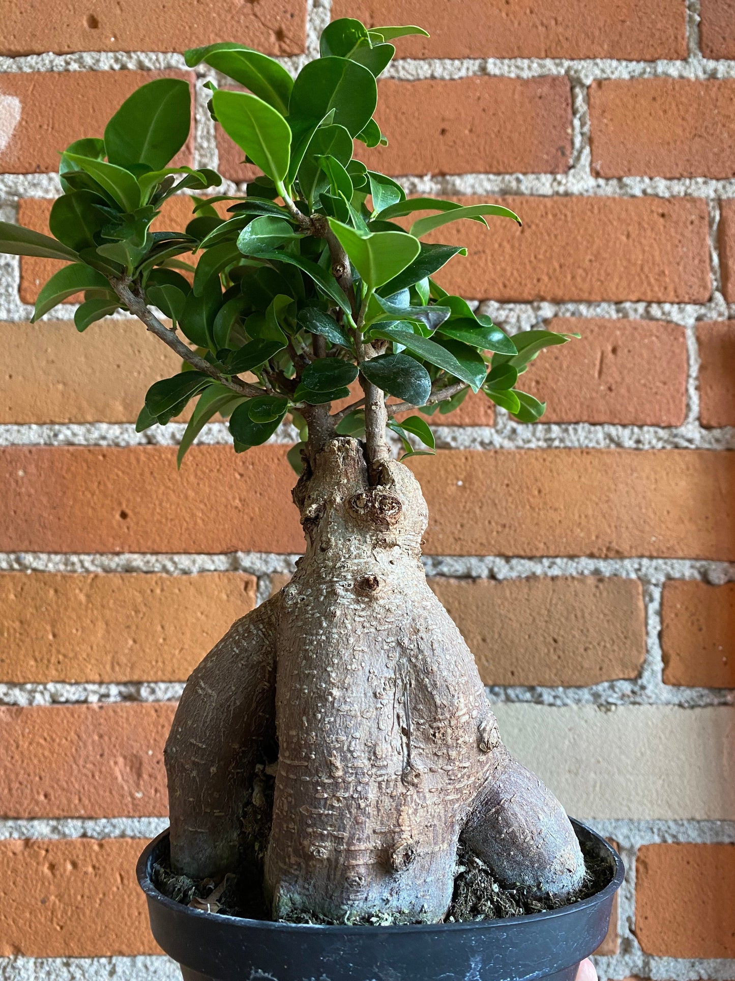 Plant Goals Plant Shop 5" Ficus Retusa Bonsai
