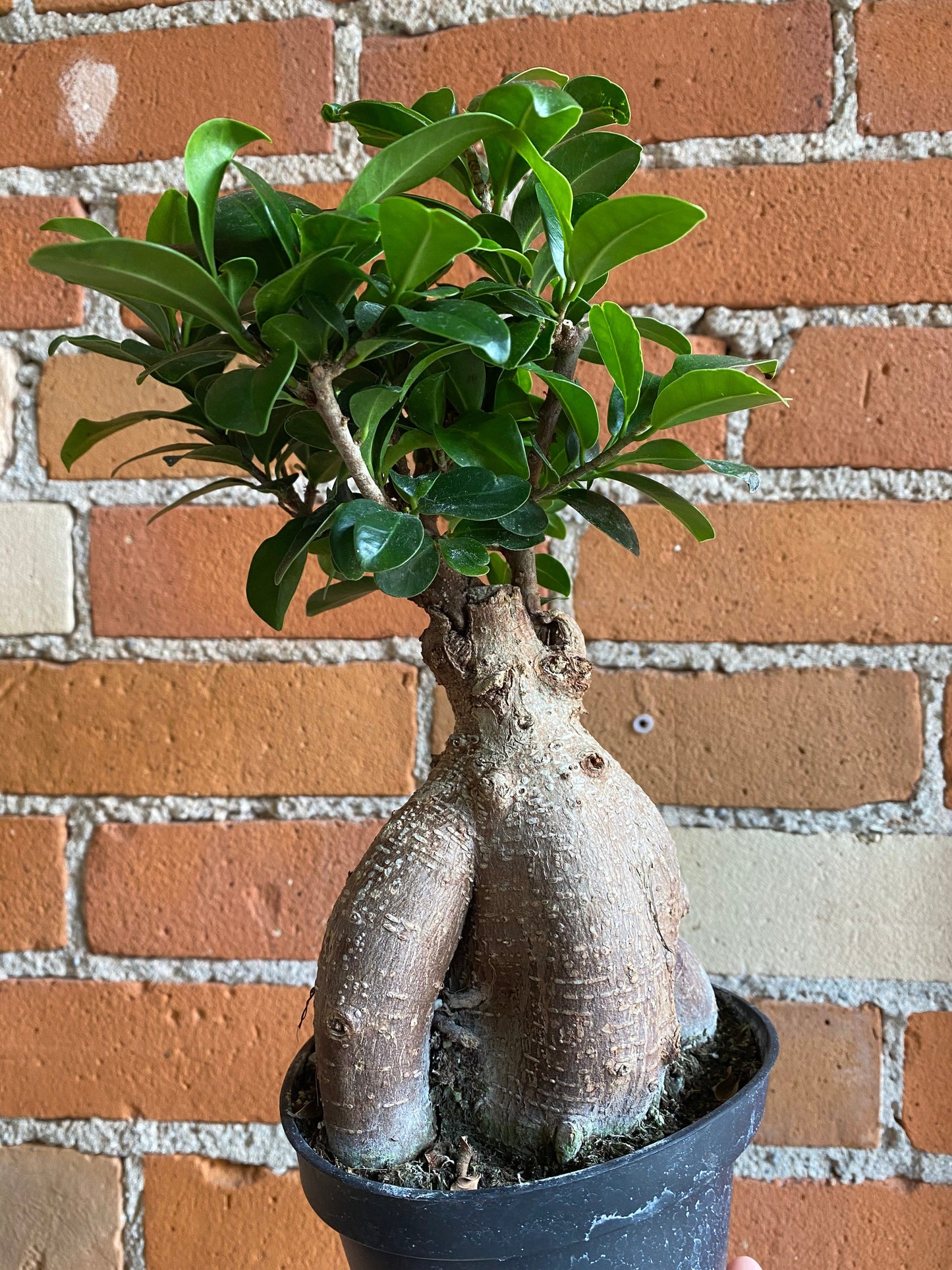 Plant Goals Plant Shop 5" Ficus Retusa Bonsai