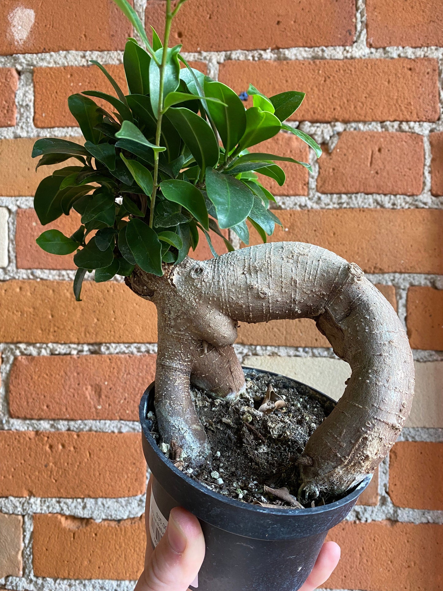 Plant Goals Plant Shop 5" Ficus Retusa Bonsai