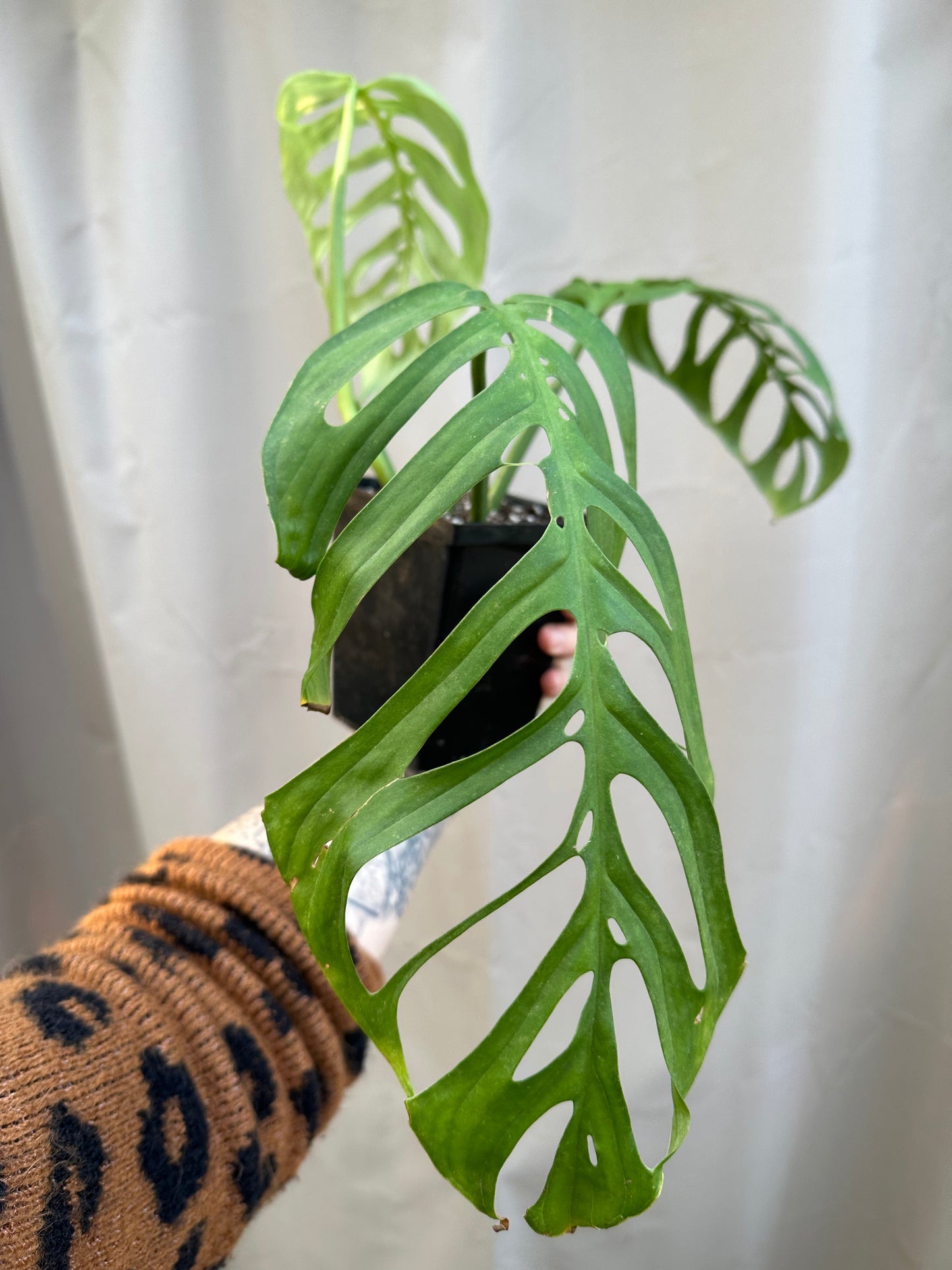 Plant Goals Plant Shop 5" Monstera Esqueleto