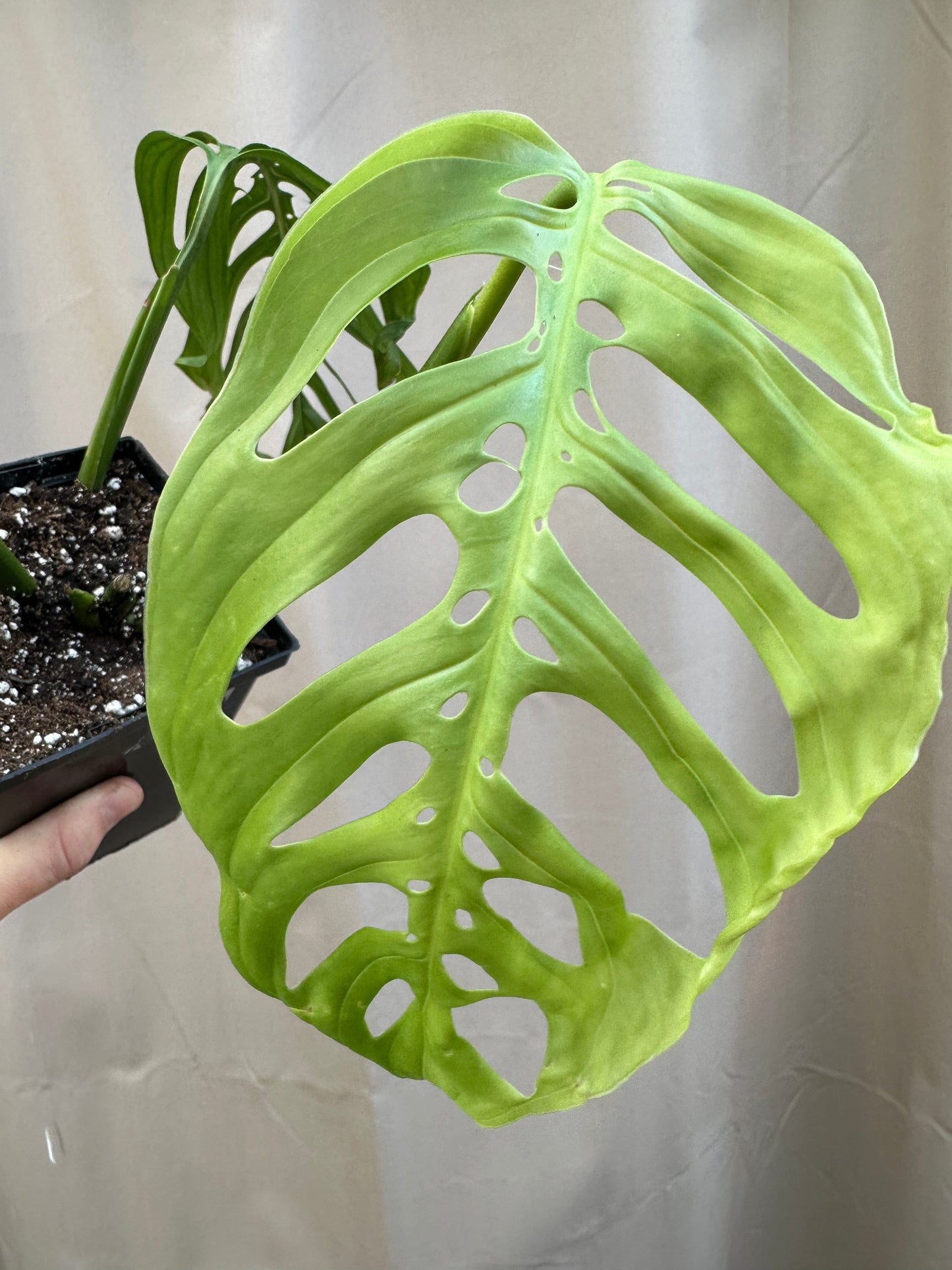 Plant Goals Plant Shop 5" Monstera Esqueleto
