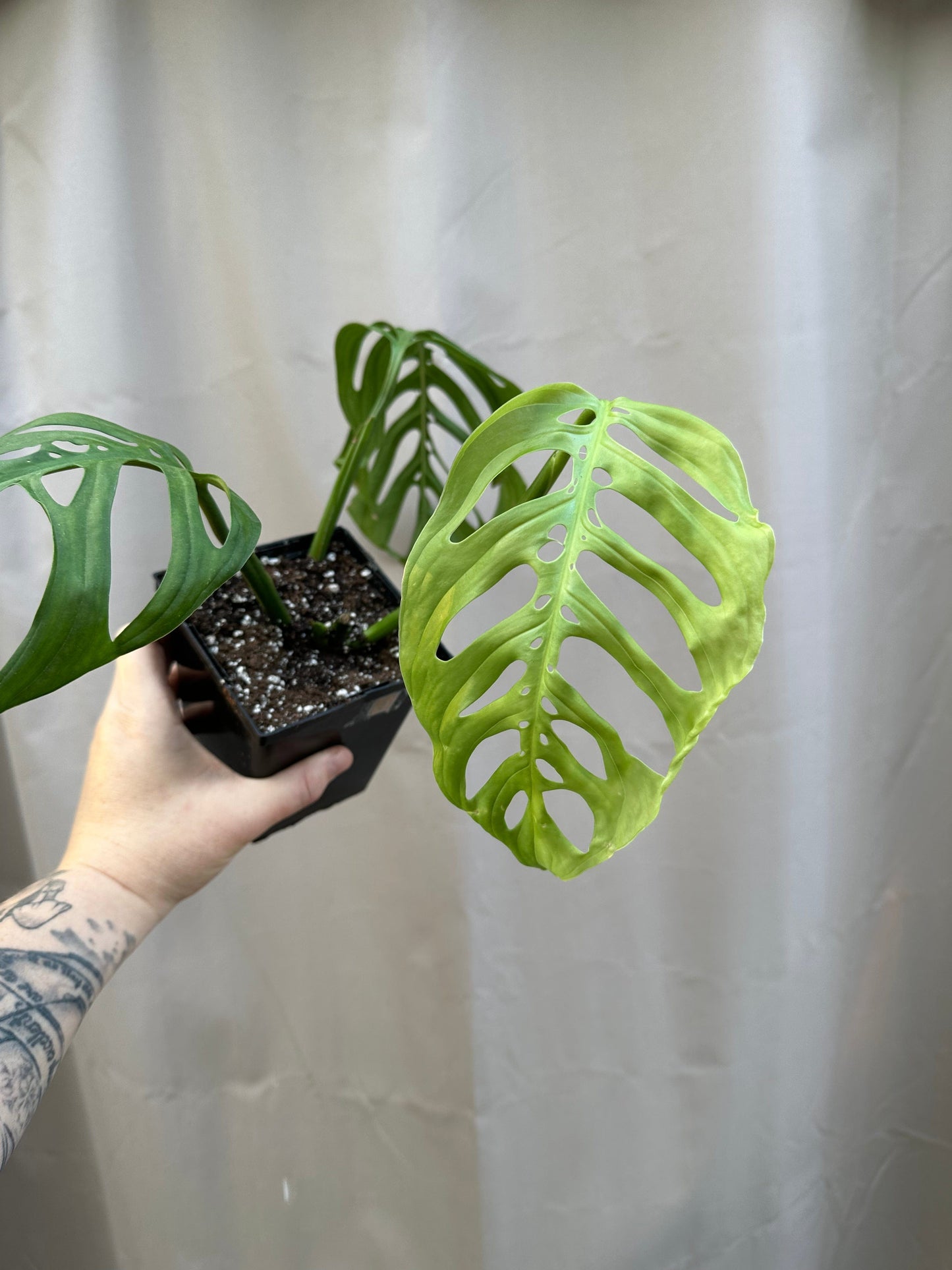 Plant Goals Plant Shop 5" Monstera Esqueleto